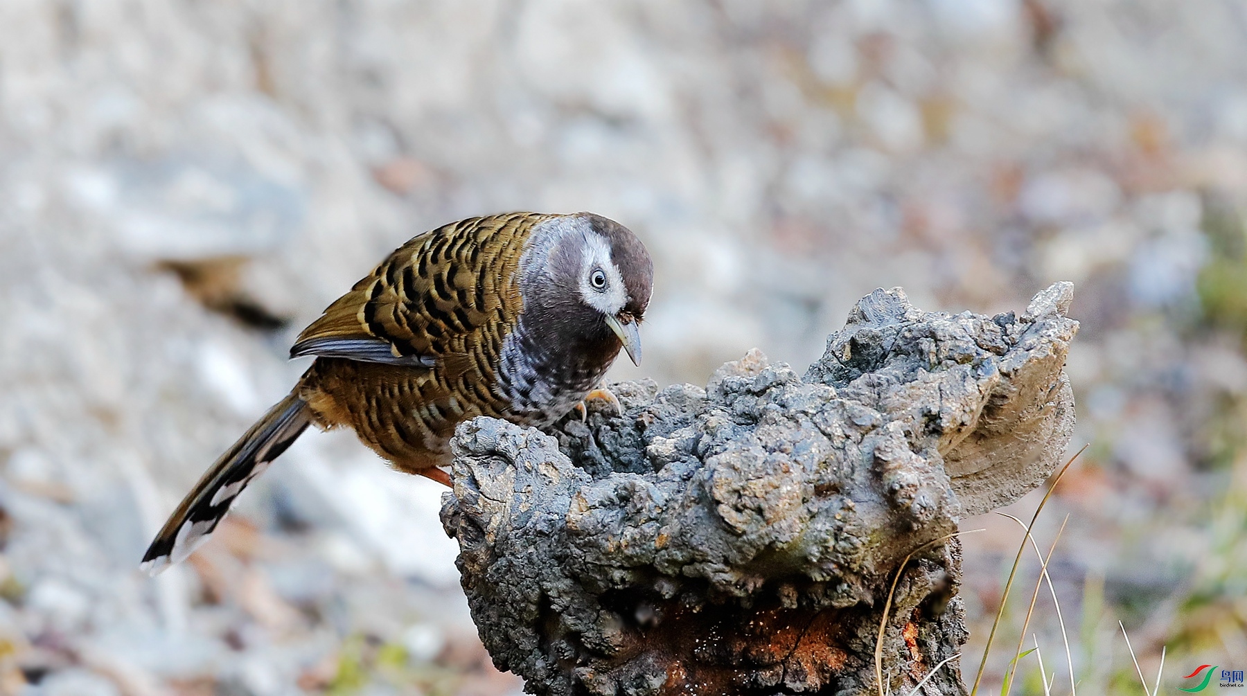 _E2I4975_����_����.jpg