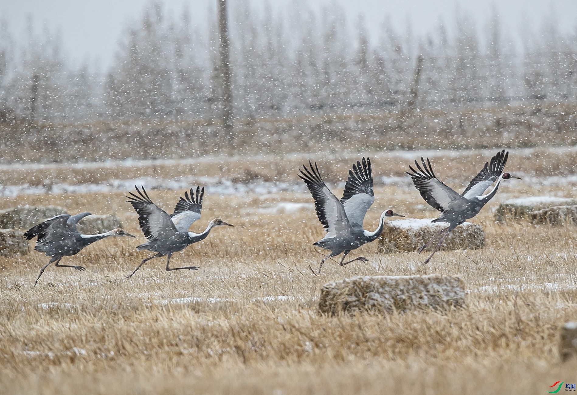 IMG_4775 ����_����.jpg