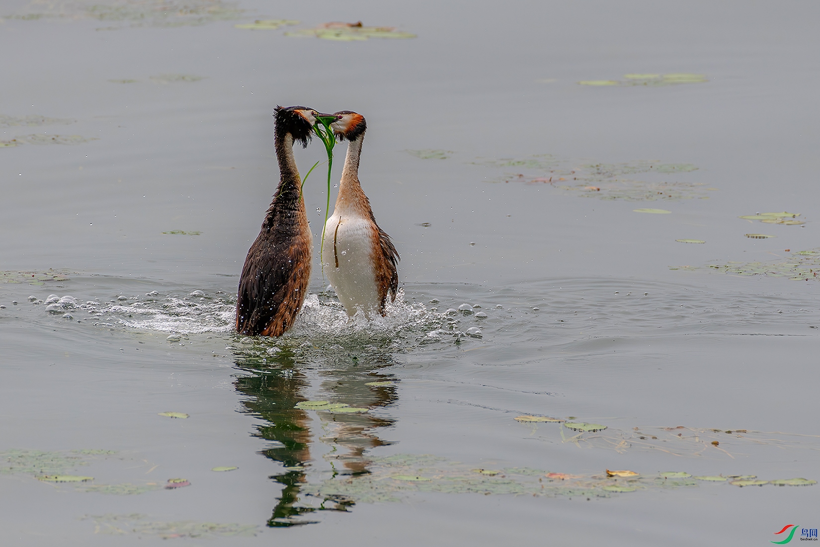 DSC_3457-ABC.jpg