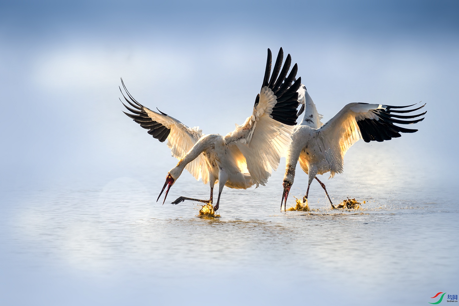 LZW07537-����ǿ-NR ����.jpg