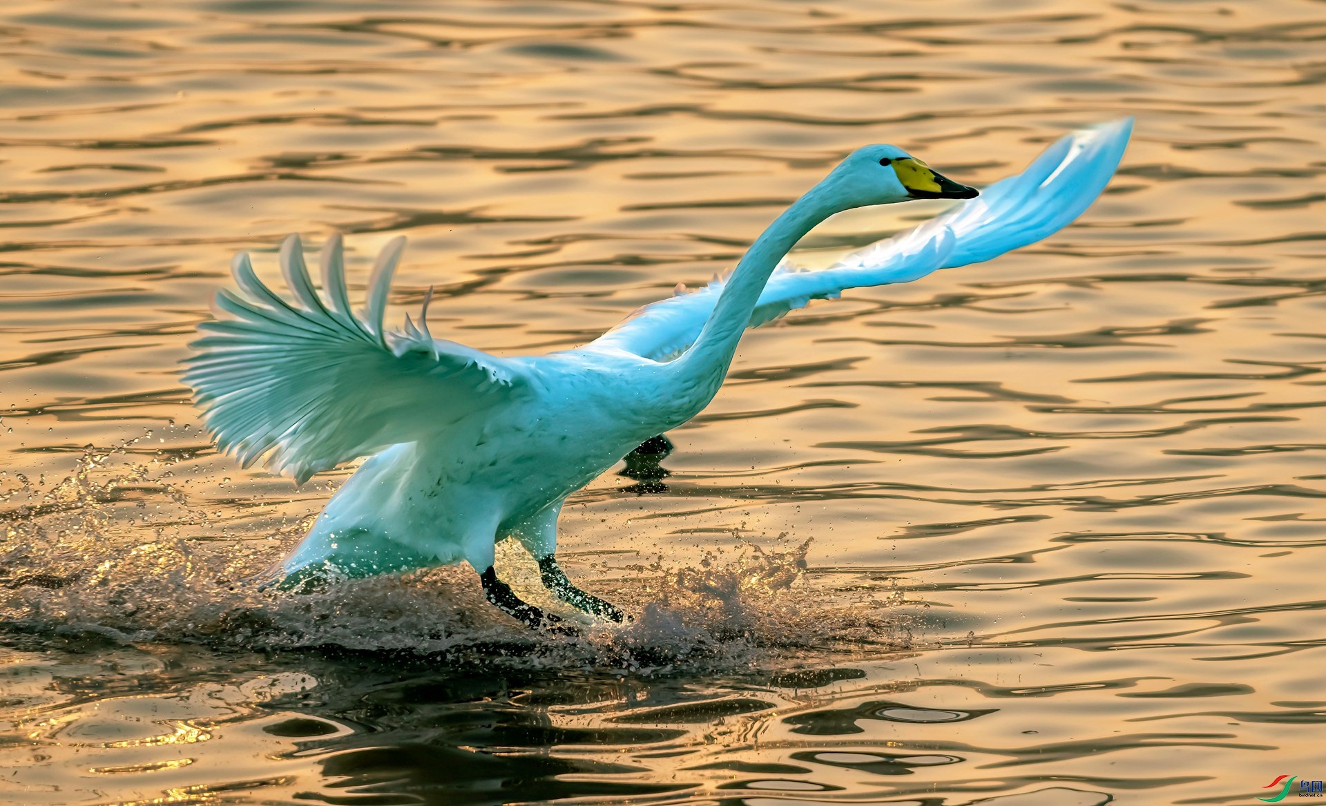 ���Ƽ���