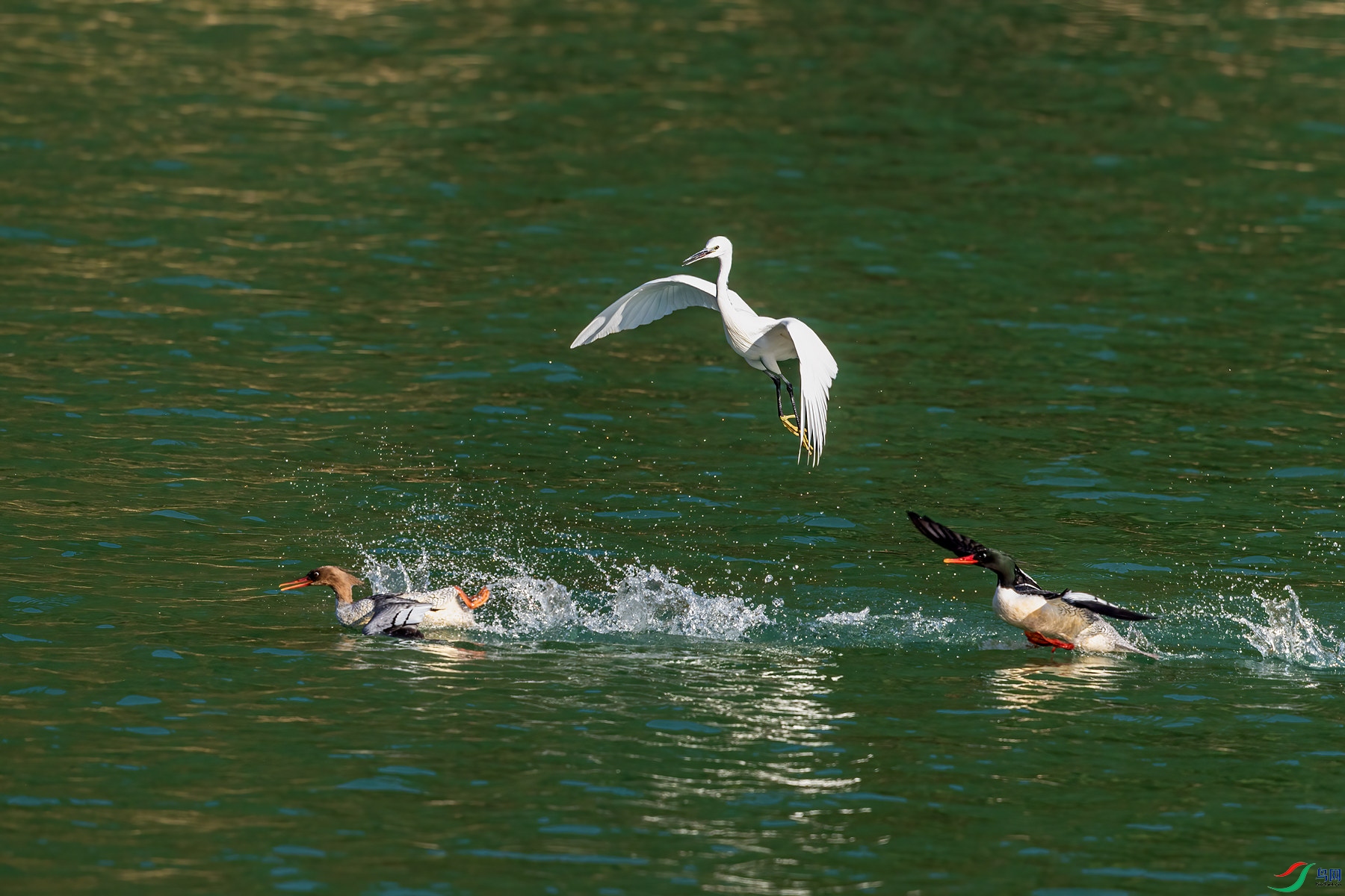 BF1I3935 ����_����.jpg