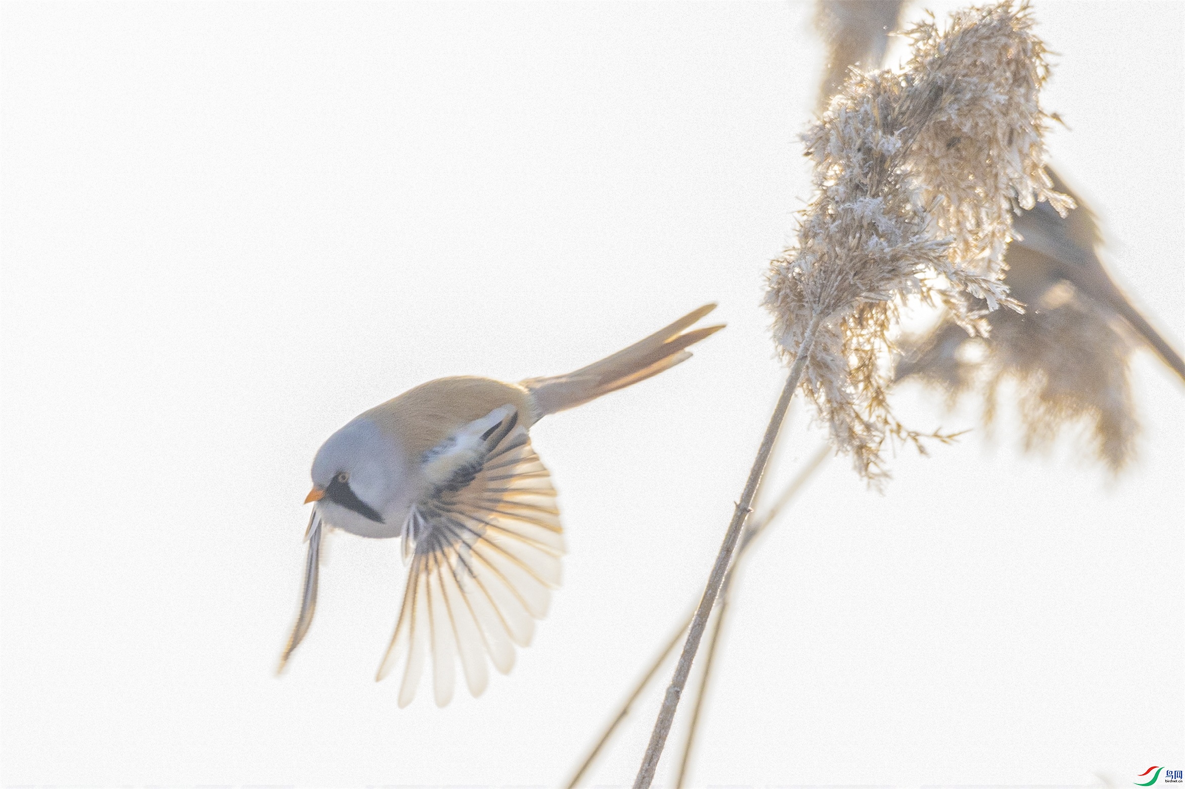 1K3A3383 ����1.jpg