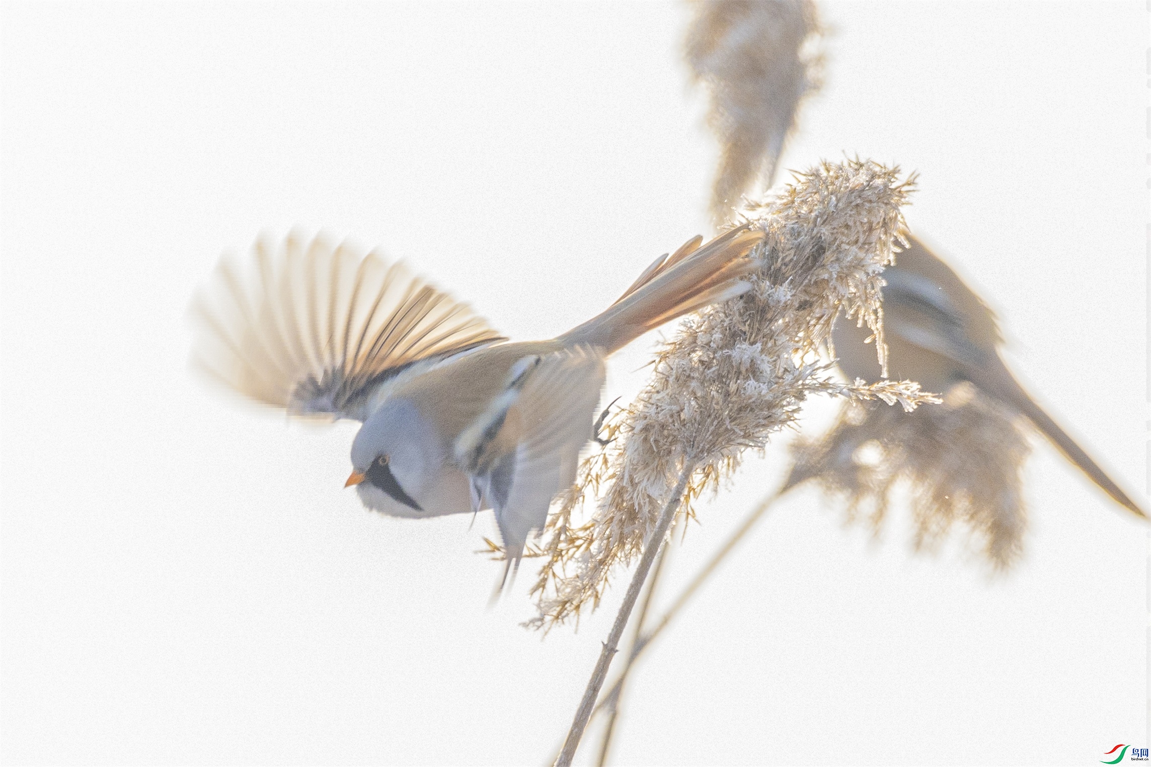 1K3A3382 ����1.jpg