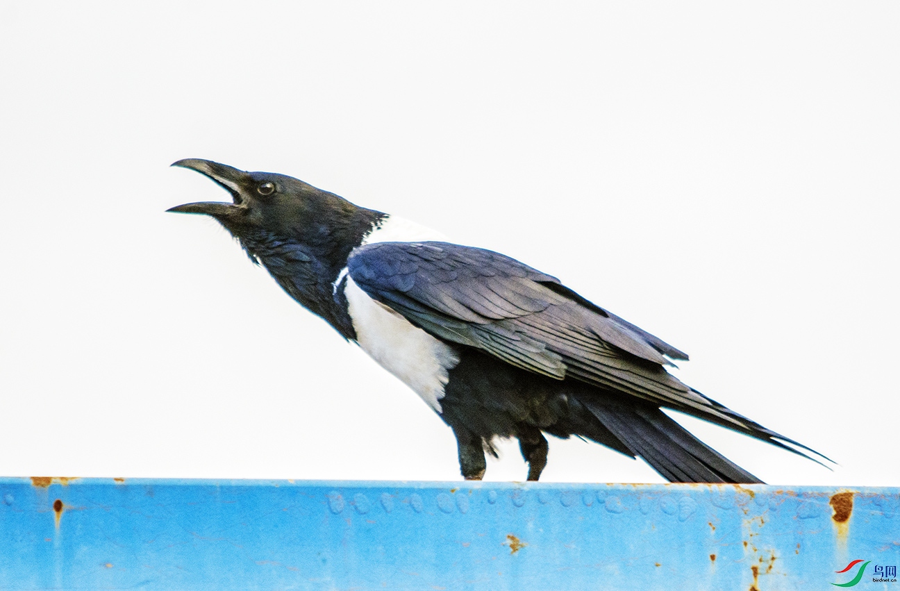 DSC_2647.jpg