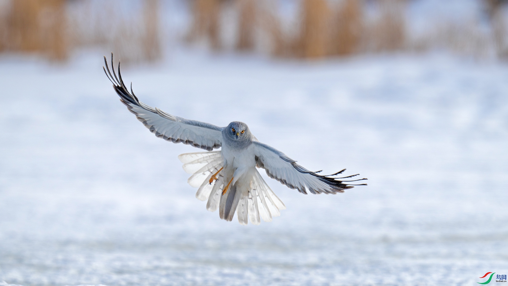 _DSC9550==2w.jpg