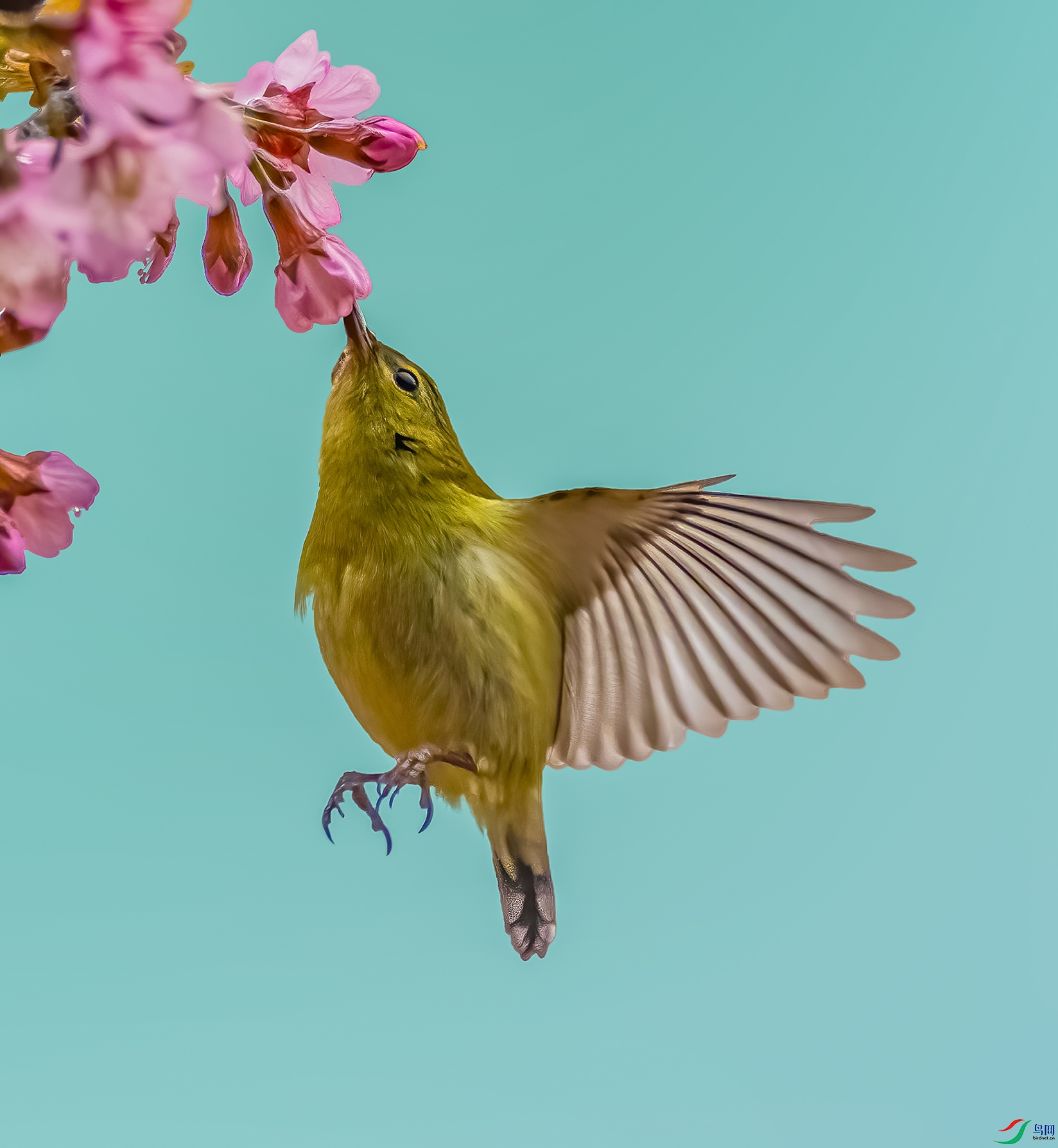 ����̽����