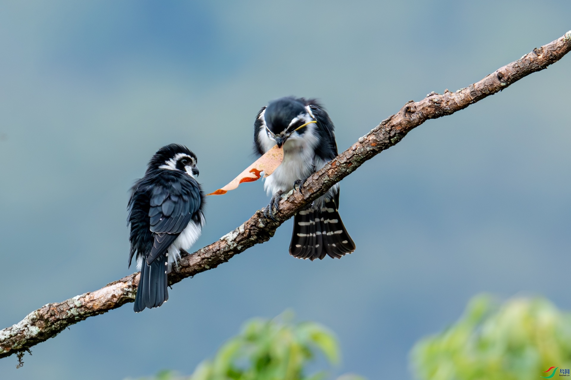 һֻС��������һƬ�����ĺ�Ҷ��