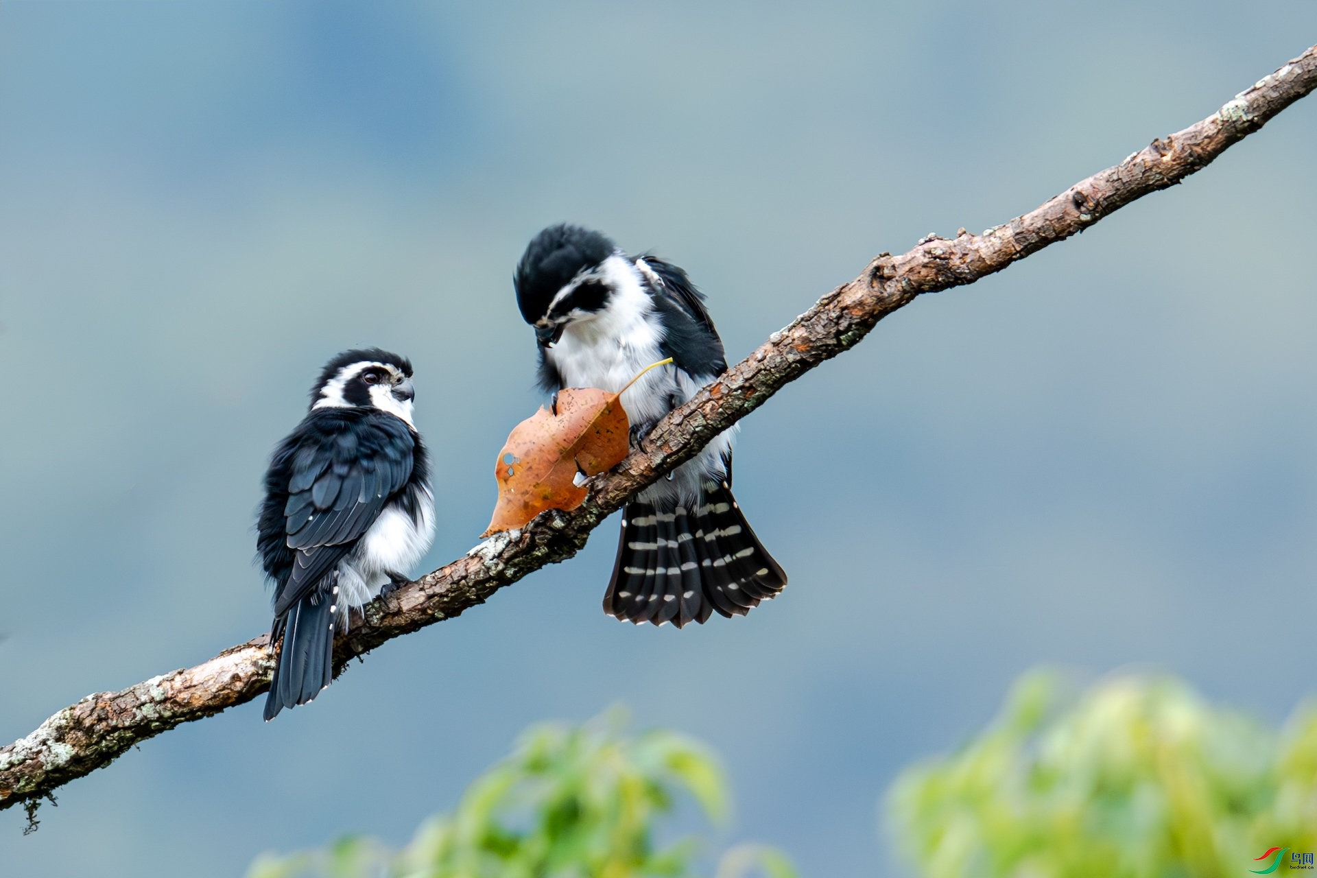 ��ʽ����������һֻ��ץס��֦��һֻ�ȷ��Ϻ�Ҷ��������Է����ܲ������Ҷ��֤���󰮳ɹ����Է����ȴ�޶� ...