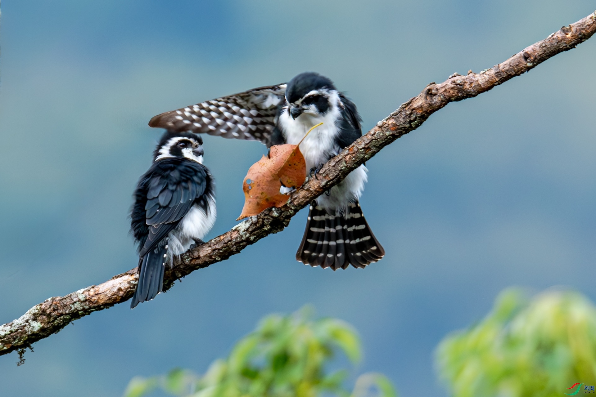 �����ˣ��ó���ò��Է���ĸ����Ȼ������ɫ��