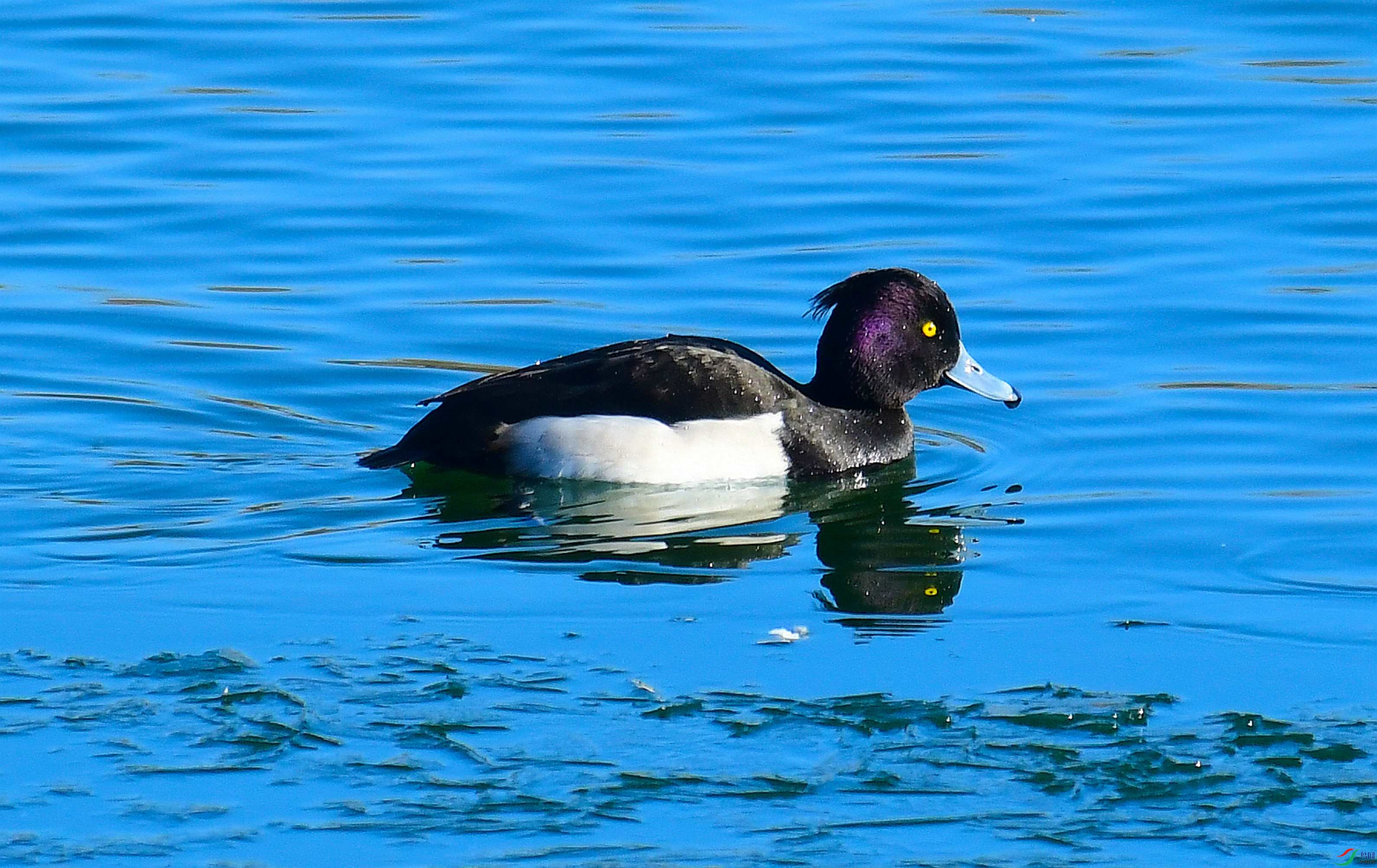 DSC_7373.JPG