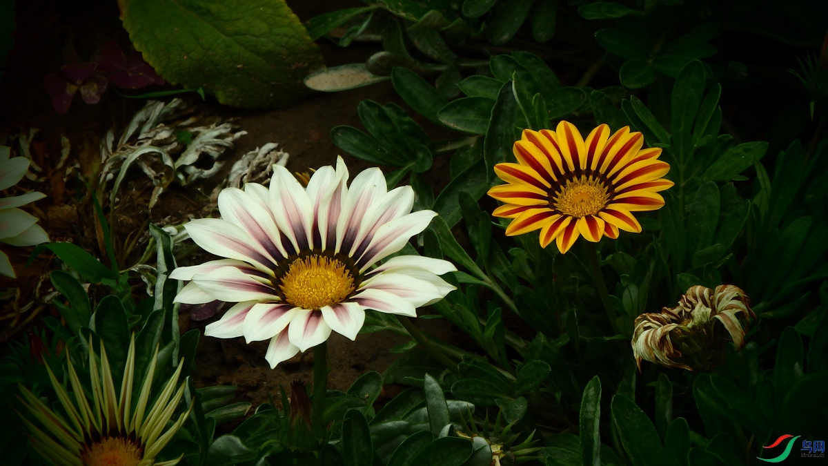 P5160799.jpg