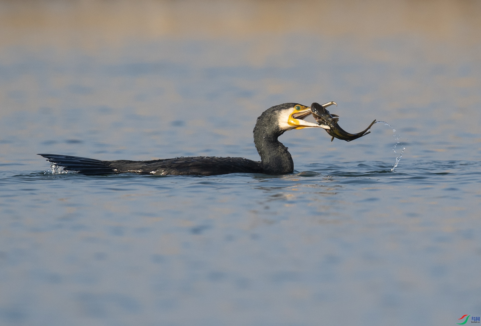 WLZ_0904 ��ͨ���.jpg