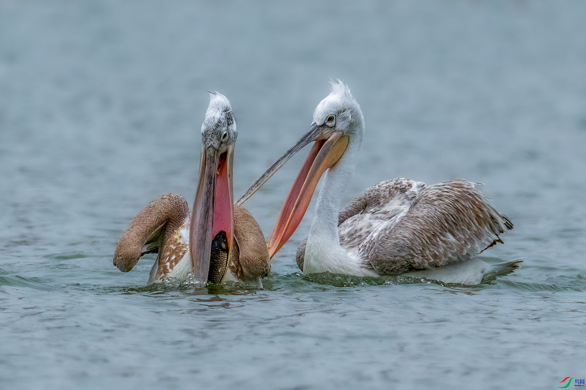 0183������������ʦ��Ʒ  �����в������Σ�Ҳ���ǳ���  �ٻ�2024��1��26��ÿ�ռ���.jpg