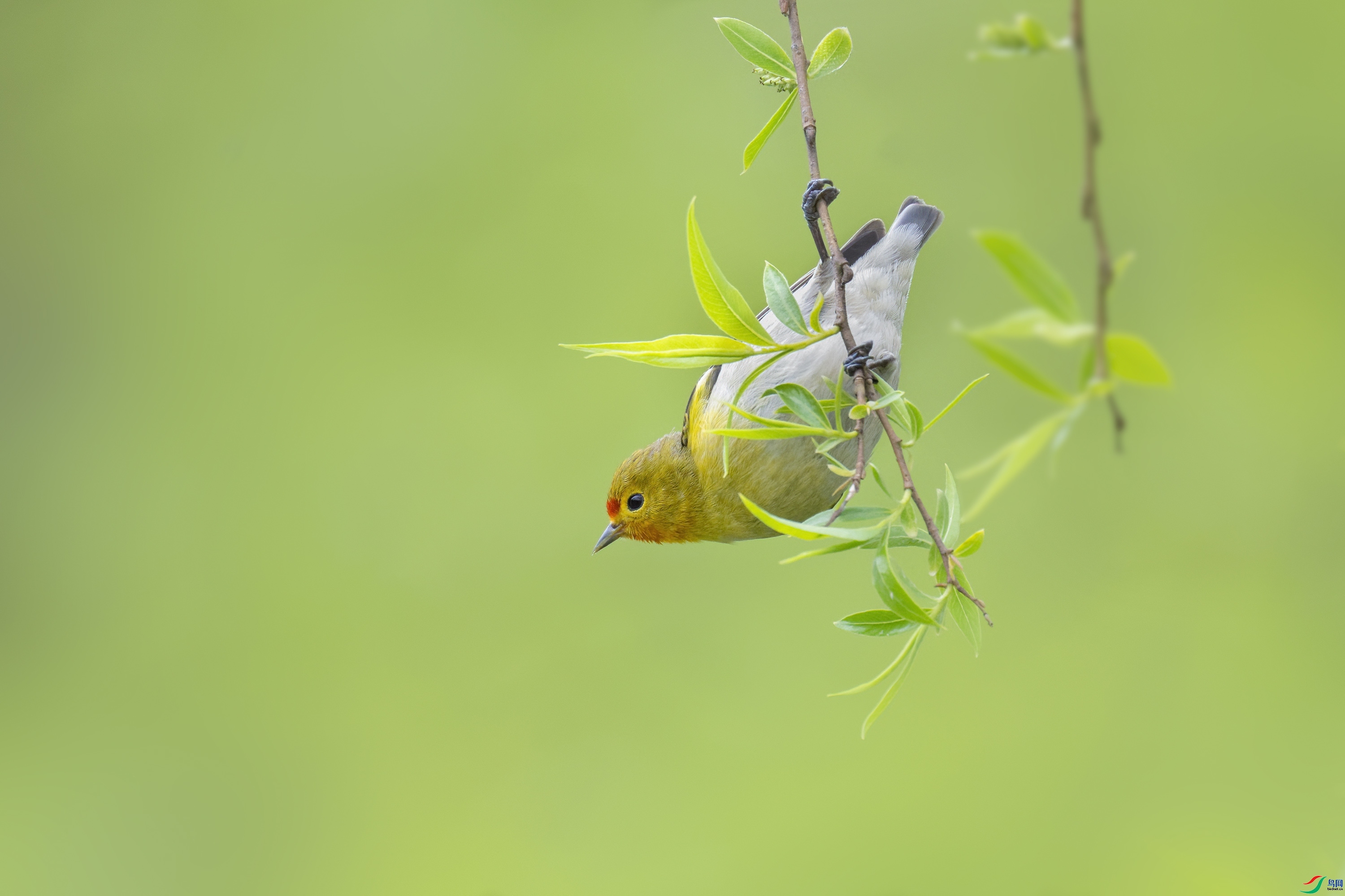 0184��ľ��ˮ����ʦ��Ʒ  ���ȸ  �ٻ�2024��1��28��ÿ�ռ���.jpg