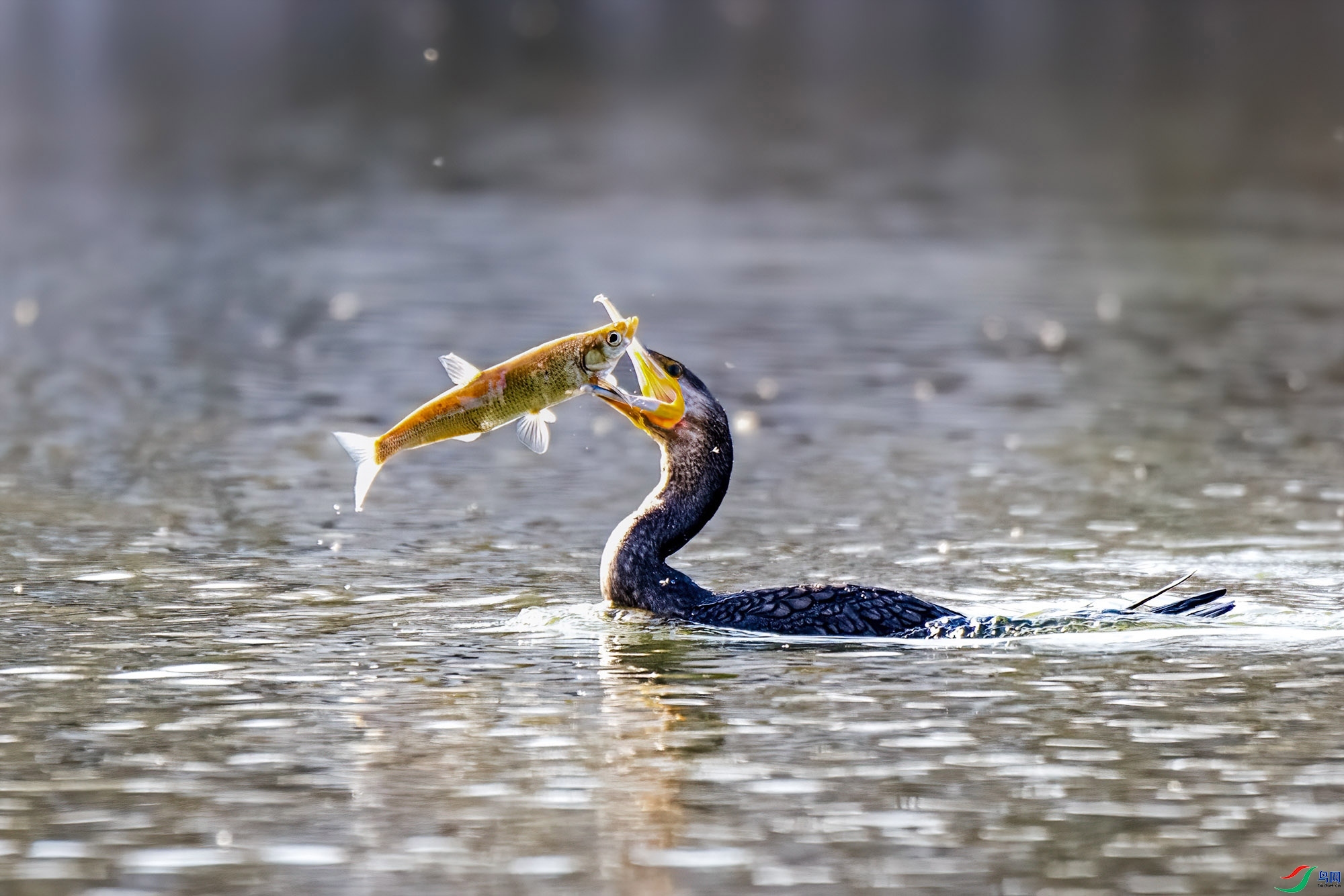 1.24 ������ʦ��Ʒ  չʾ  �ٻ�2024��1��24��������ҳ����.jpg