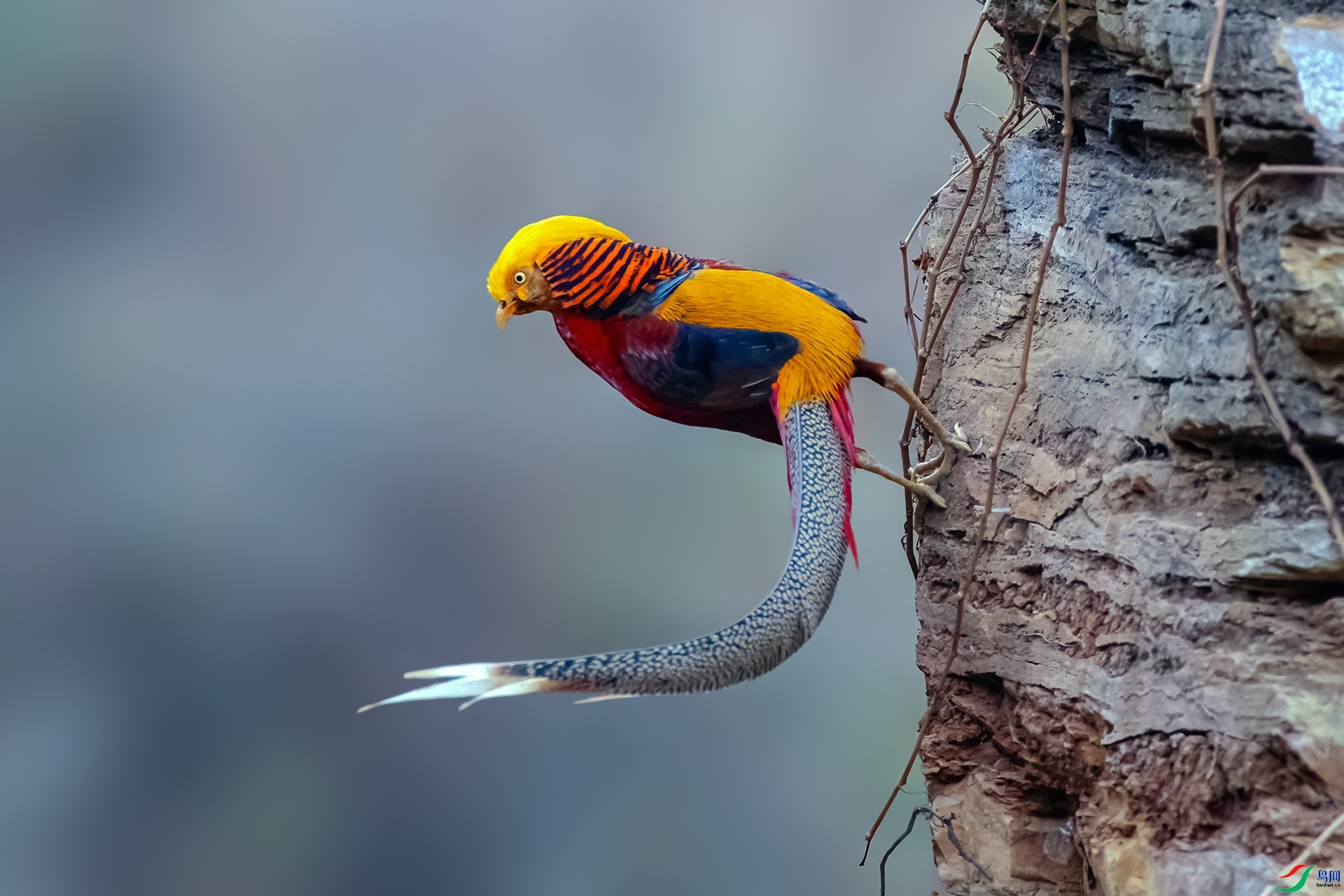 1.25 ��ʯɽ����ʦ��Ʒ  �����߱�  �ٻ�2024��1��25��������ҳ����.jpg