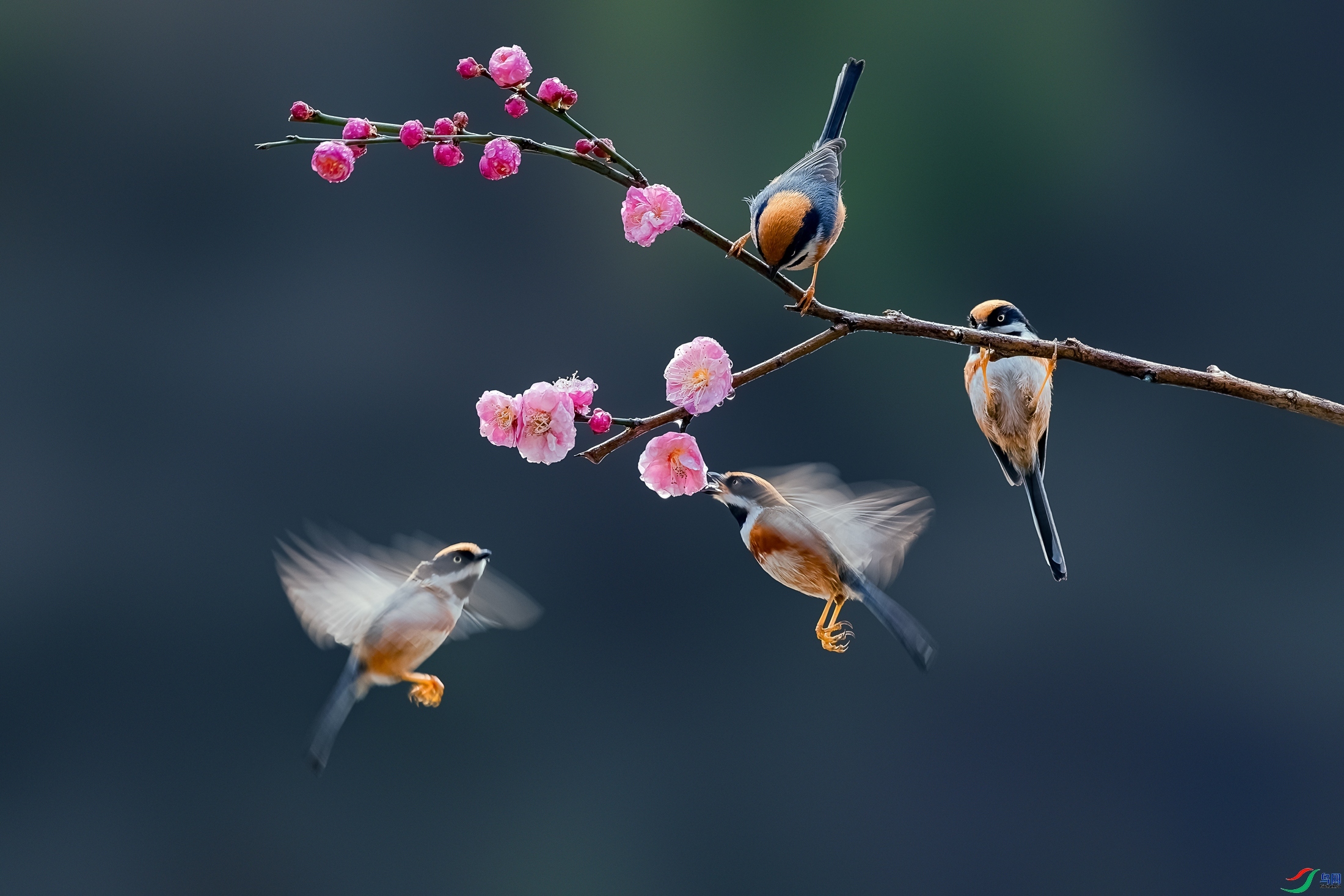 1.26 Hsia��ʦ��Ʒ  ��ͷ�ִ�  �ٻ�2024��1��26�հ�����ҳ����.jpg