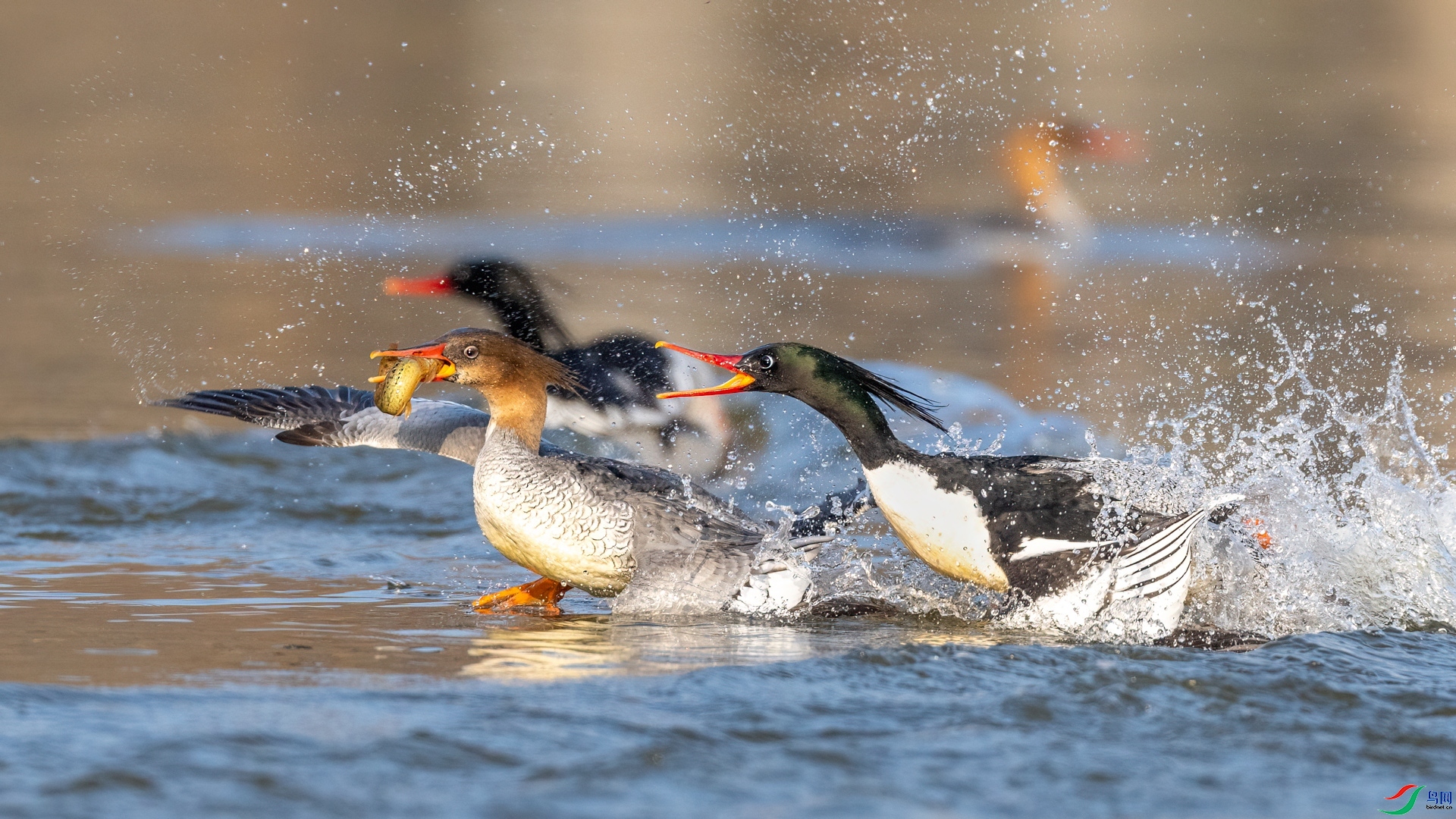 1.26 �����ʦ��Ʒ  �����  �ٻ�2024��1��26����Ӱʦ��ҳ����.jpg