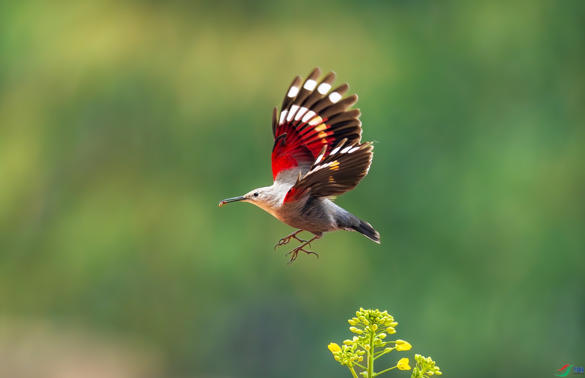 1.26 ����������ʦ��Ʒ  ����ȸ  �ٻ�2024��1��26�հ�����ҳ����.jpg