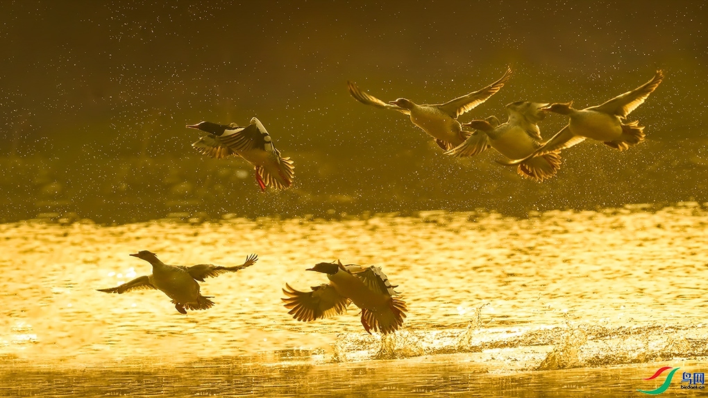 1.26 ��������ʦ��Ʒ  �л���ɳѼ  �ٻ�2024��1��26��������ҳ����.jpg