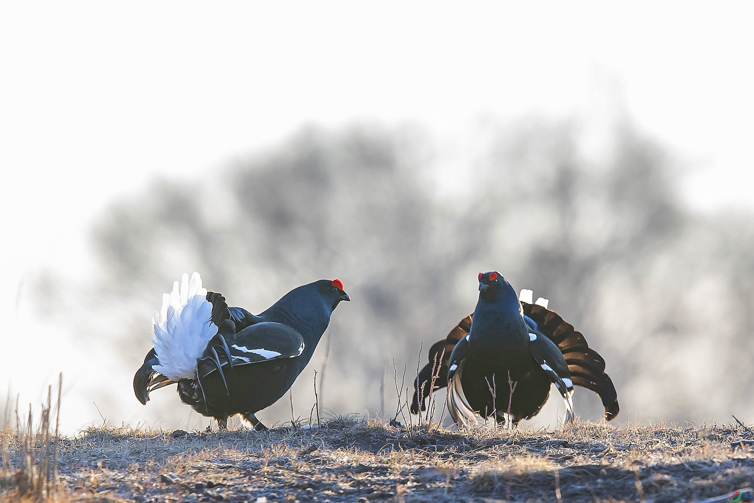 1.26 ����1183��ʦ��Ʒ  ս����  �ٻ�2024��1��26�ջ�Ա��ҳ����.jpg