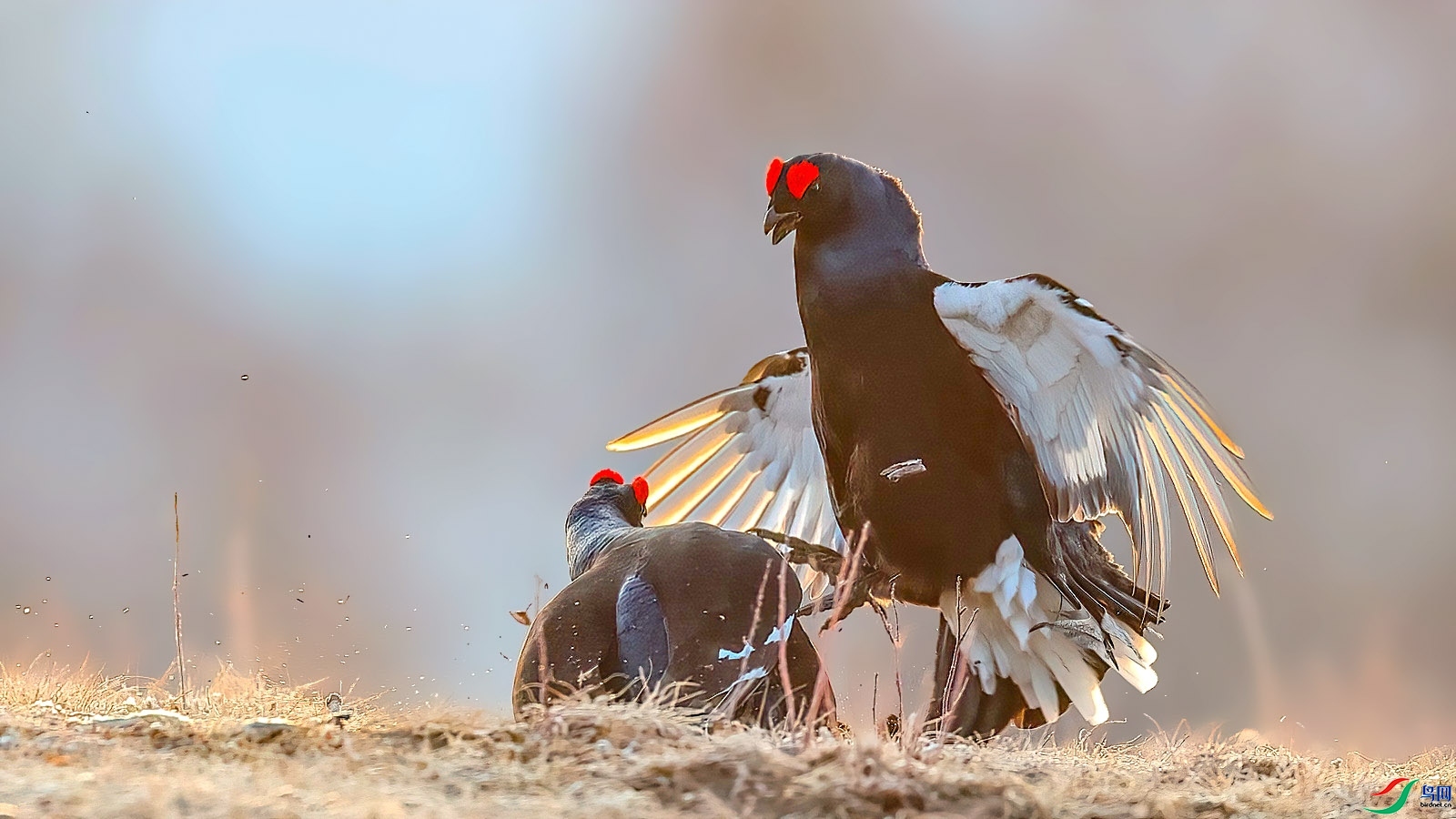 1.27 ������ʦ��Ʒ  ����  �ٻ�2024��1��27����Ӱʦ��ҳ����.jpg