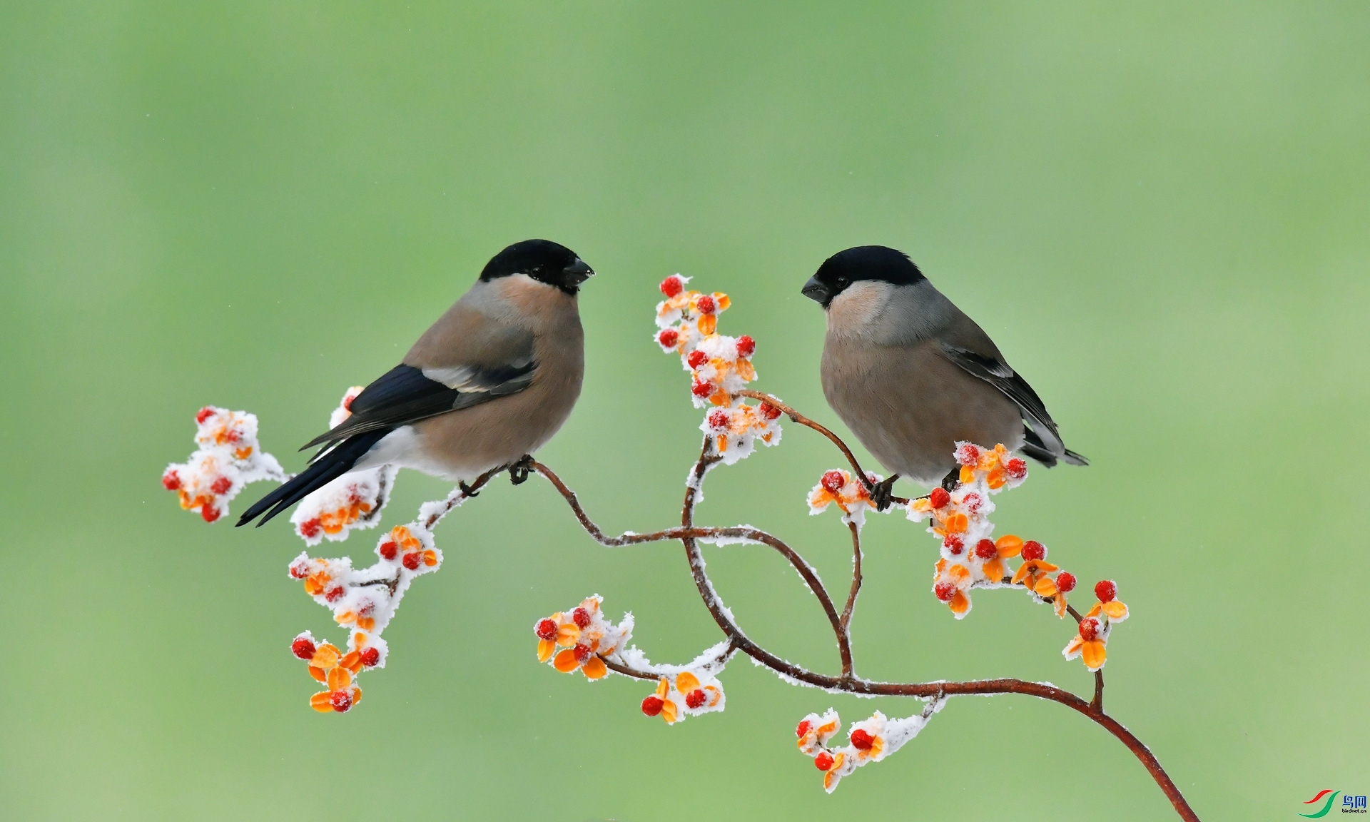 1.27 ���������ʦ��Ʒ ��֦˫ȸ  �ٻ�2024��1��27����Ӱʦ��ҳ����.jpg