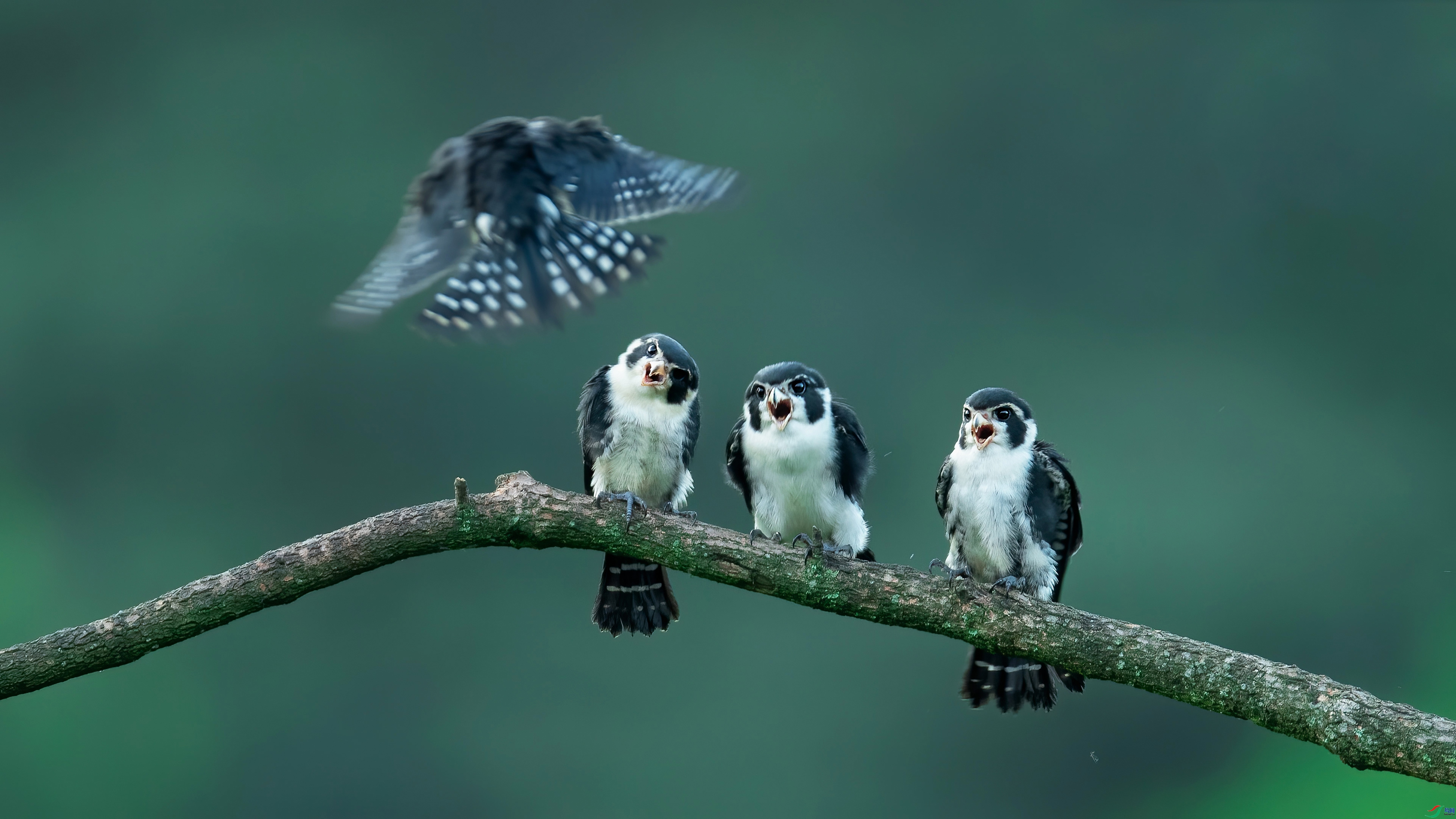 1.27 С������ʦ��Ʒ  �Ŀ����  �ٻ�2024��1��27�հ�����ҳ����.jpg