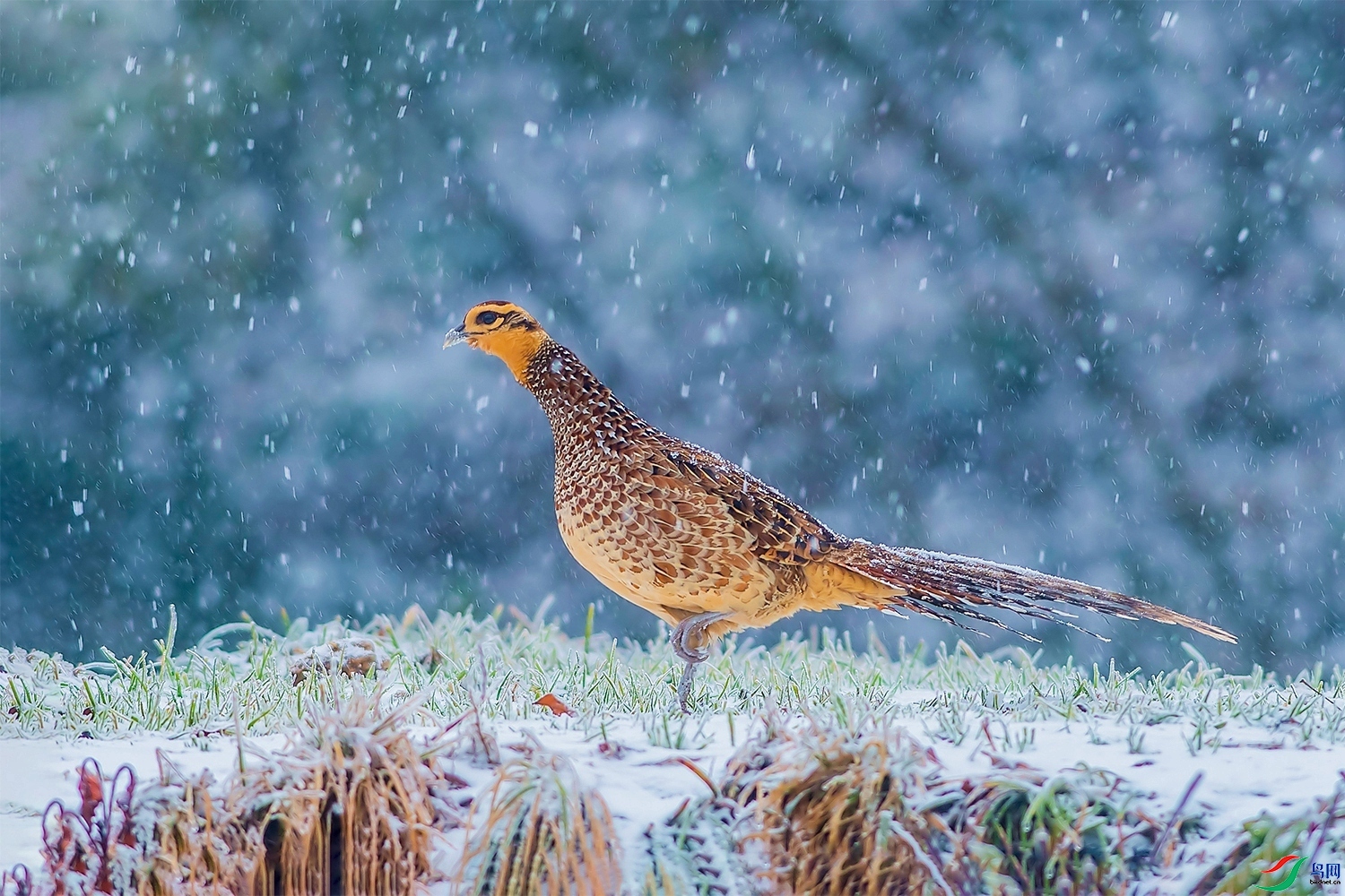 ��ѩ�� ���� ͧ�� �ܶ�.jpg