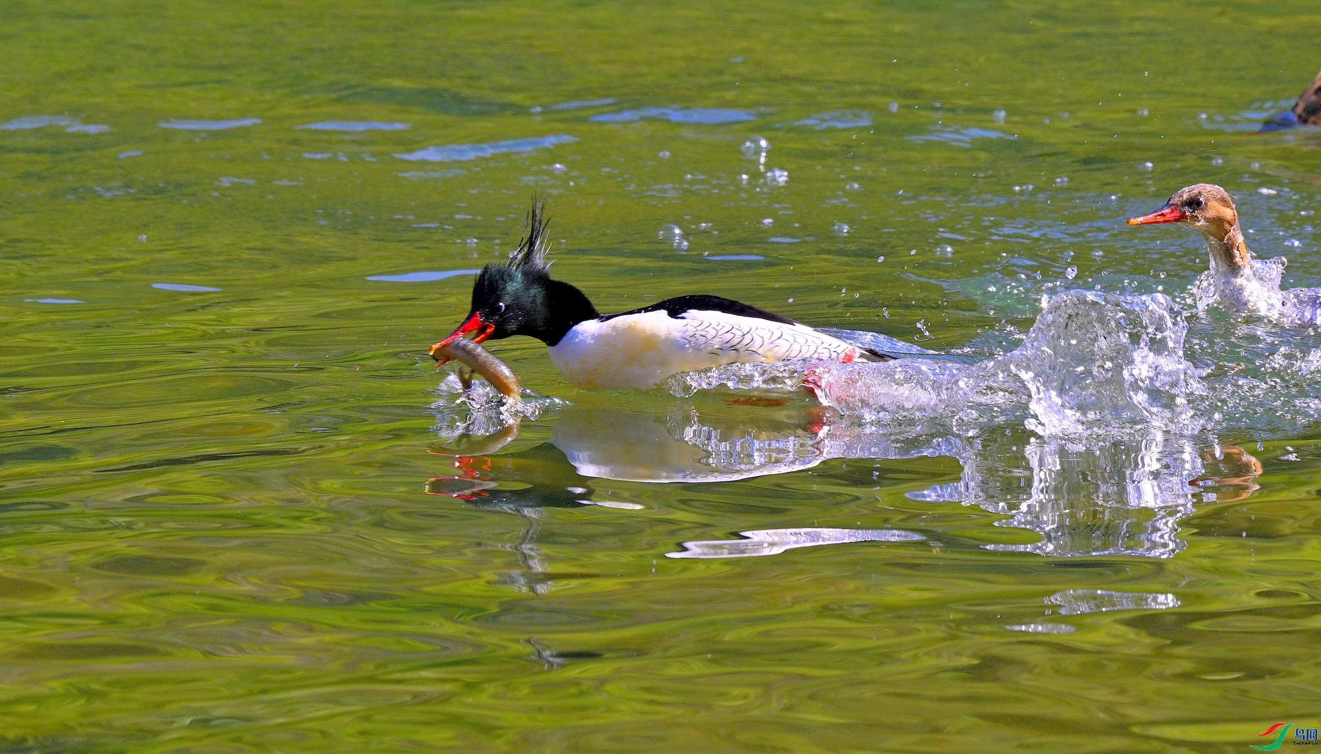 һ��ʳ������ǧ����  ����  ����.jpg