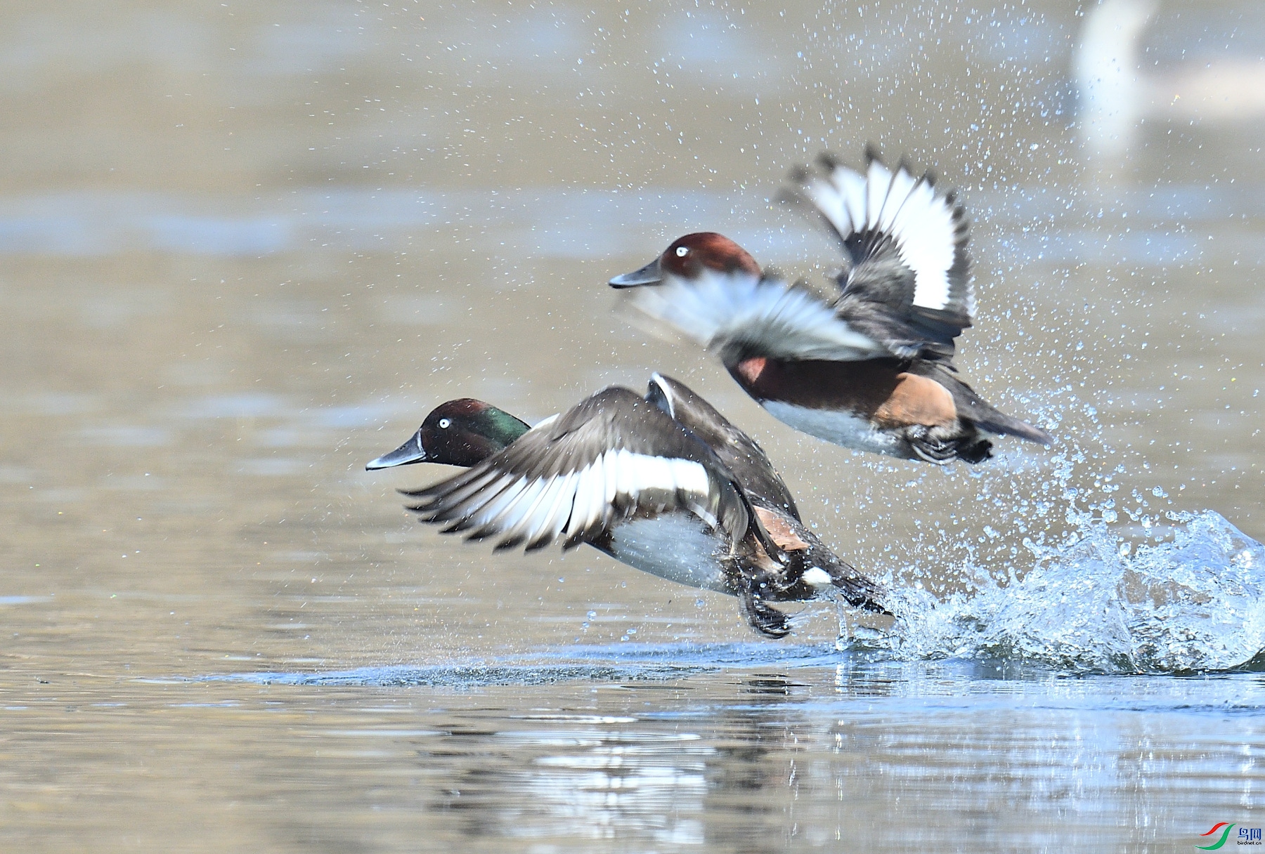 DSC_3817.JPG