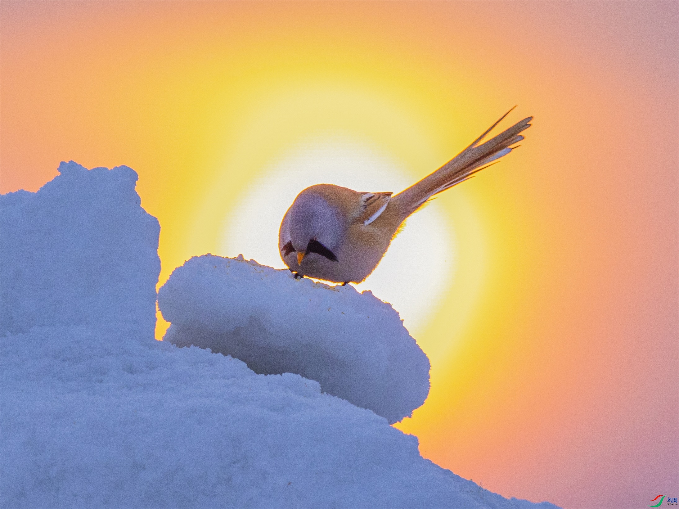 1K3A5143 ����1.jpg