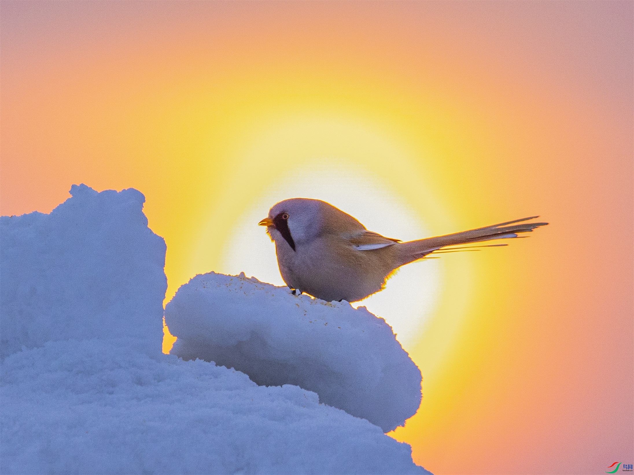 1K3A5149 ����1.jpg