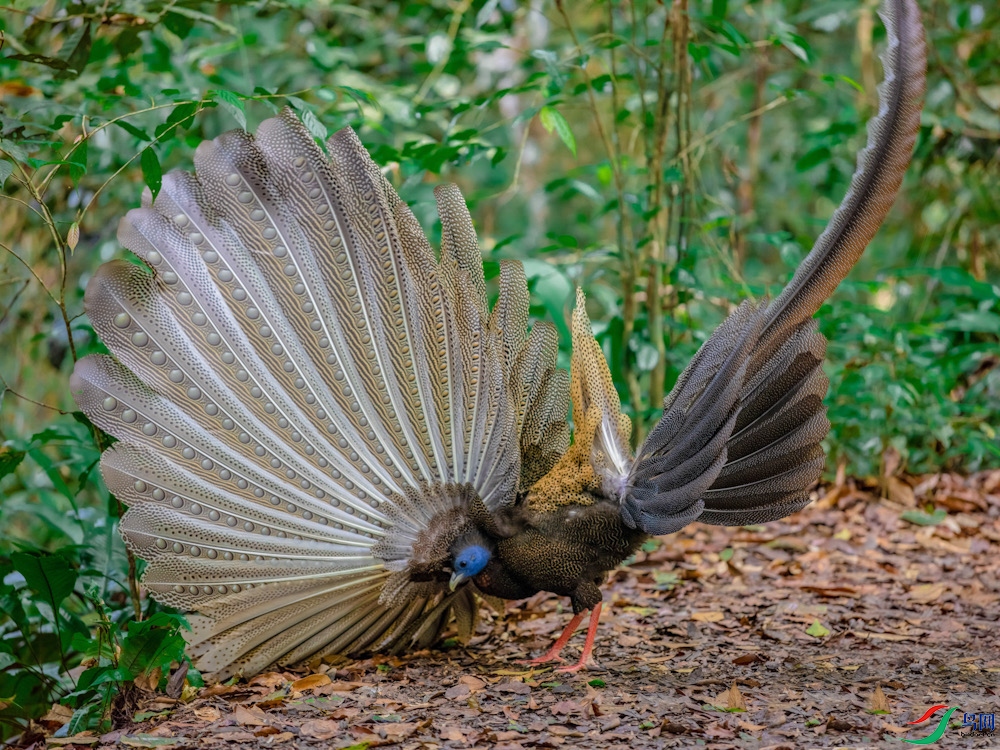 ���۰���