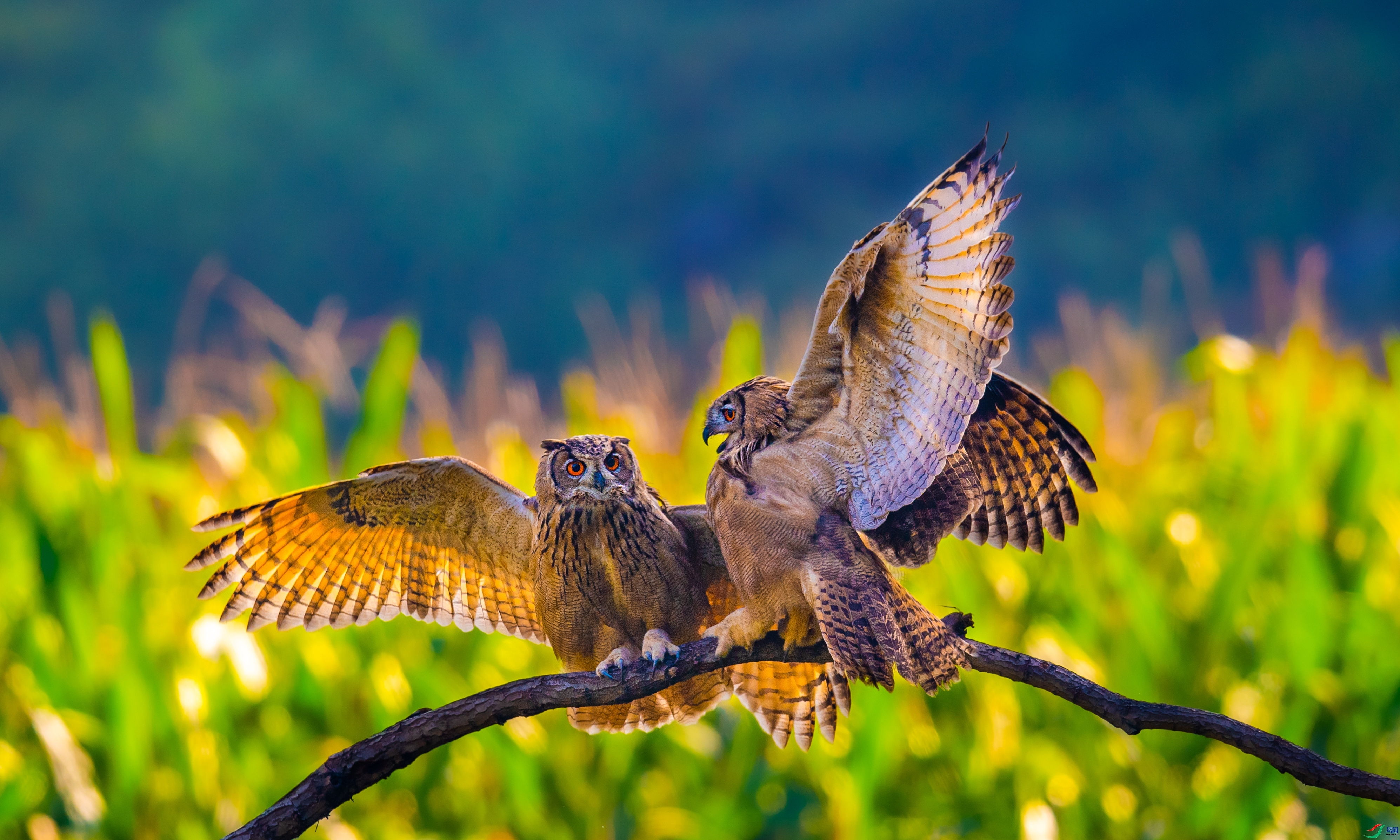 һ˫���^ ���� ��������bj  ����.jpg