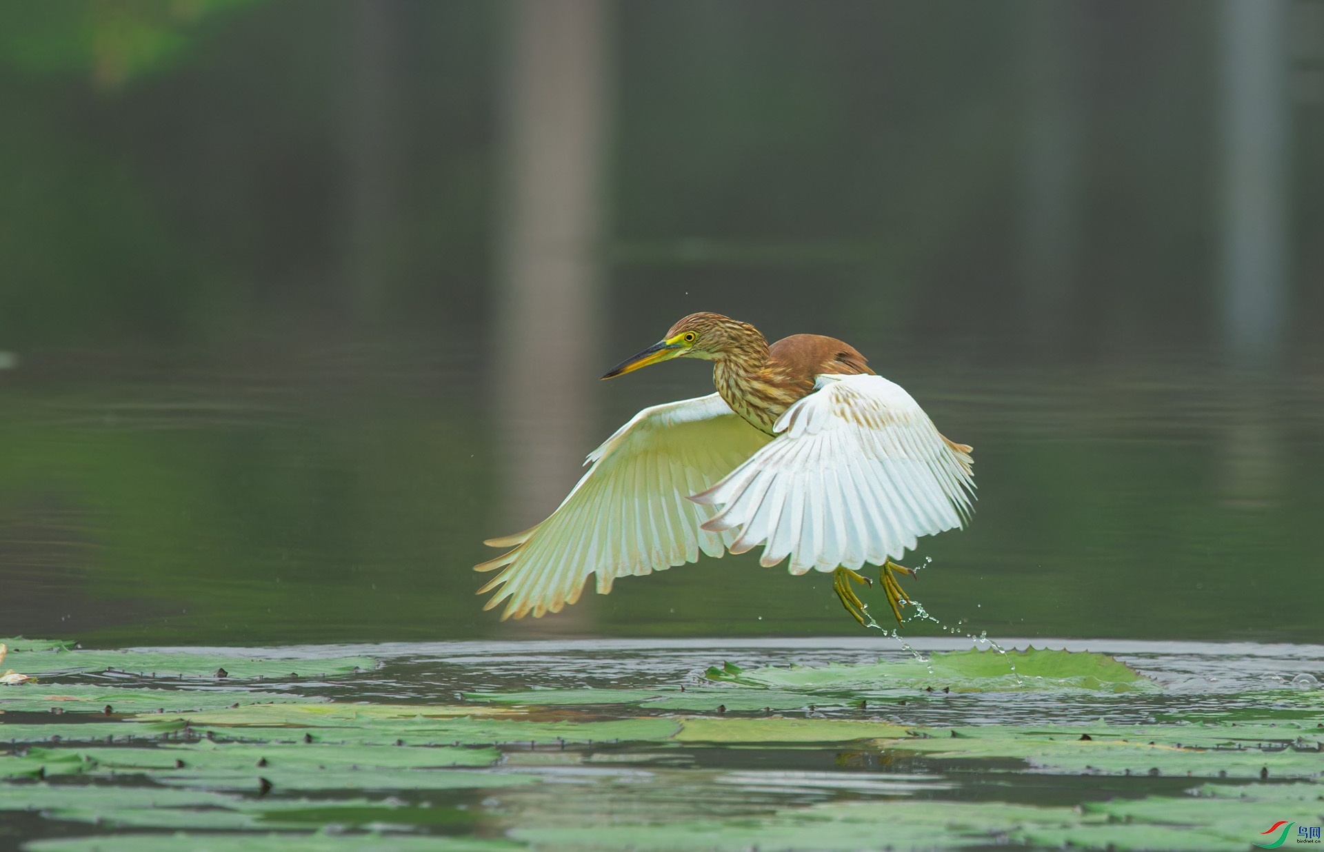DSC_3221-1.jpg