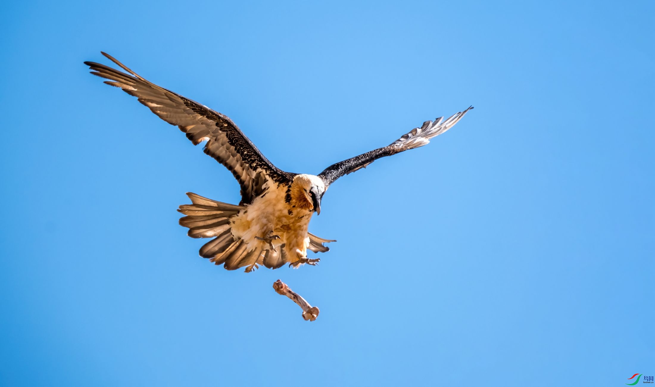 �߿�����