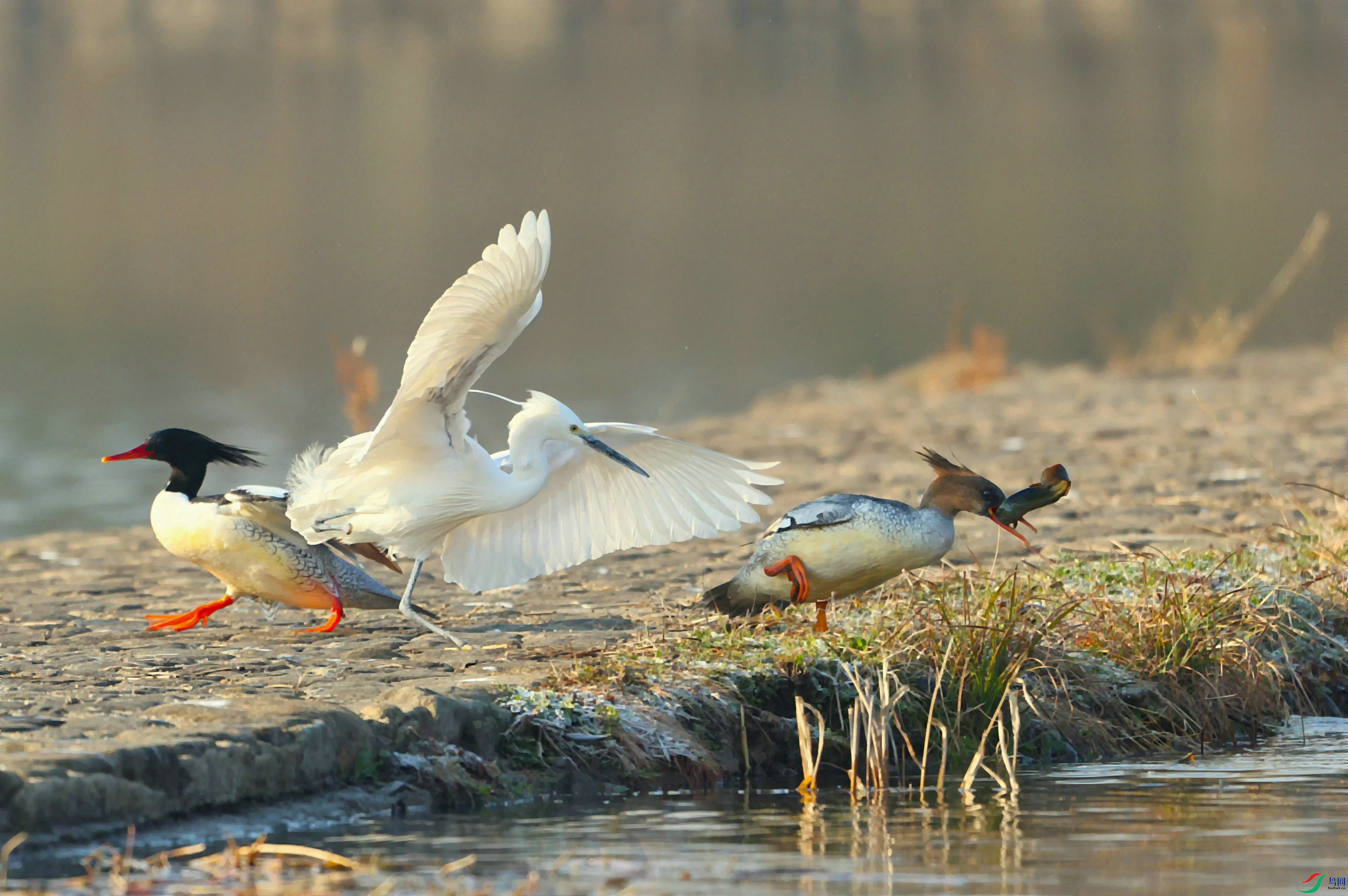 �л���ɳѼ 2024-01-28 �㽭���� 3A9988_����.JPG