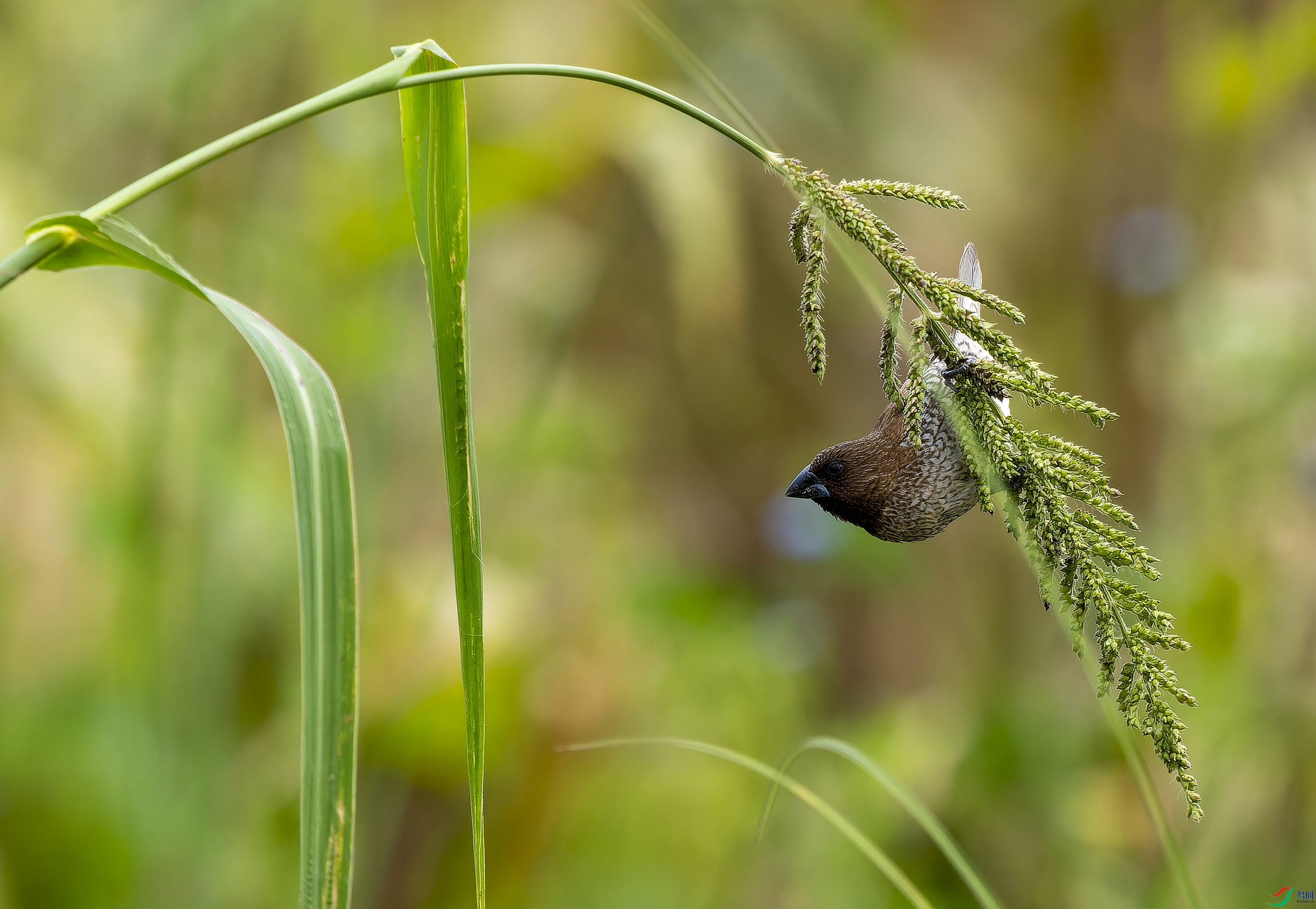 ������ (12)-1.jpg