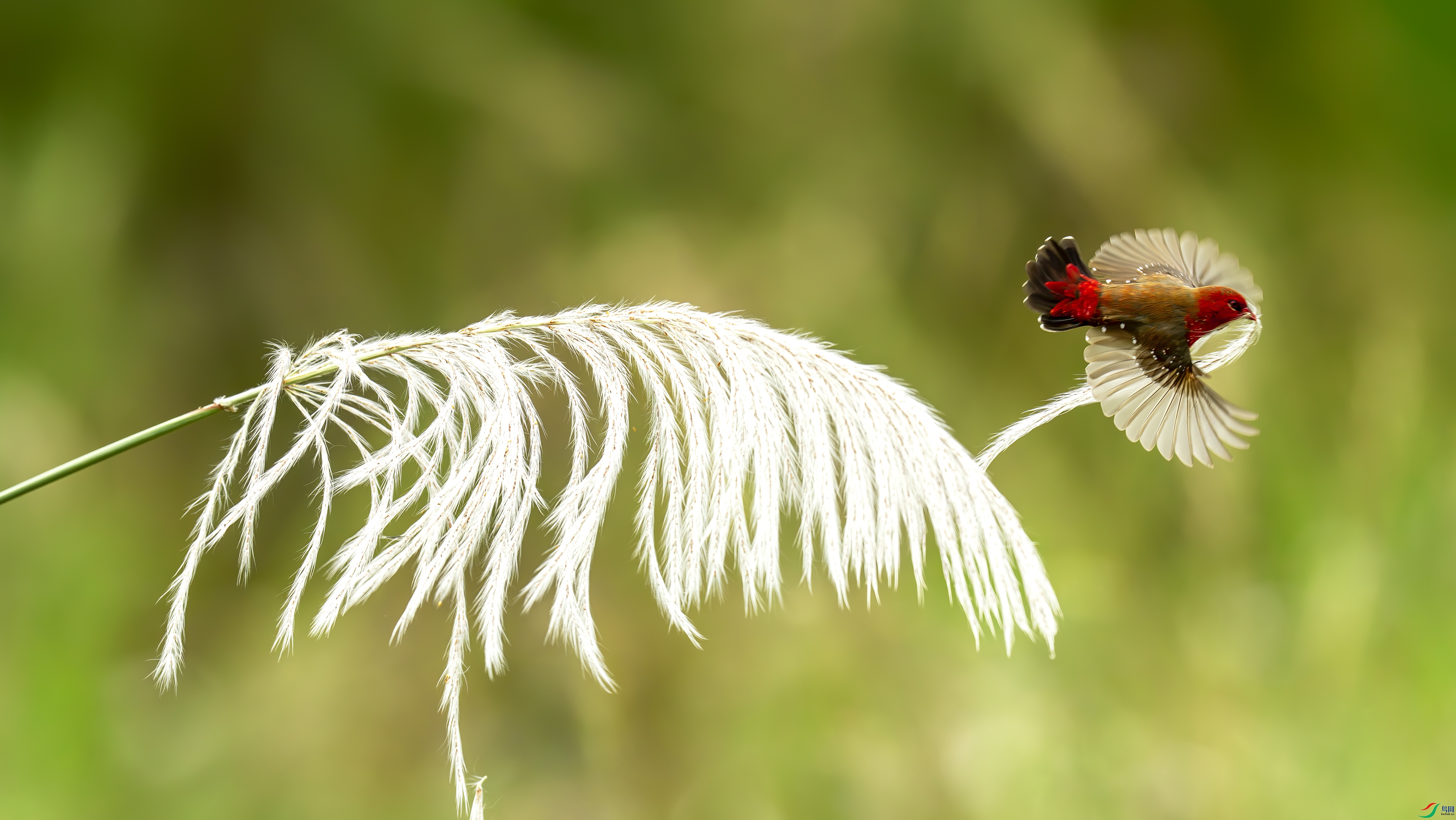 _DSC3606- ����.jpg