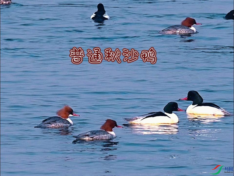 ��ͨ��ɳѼ