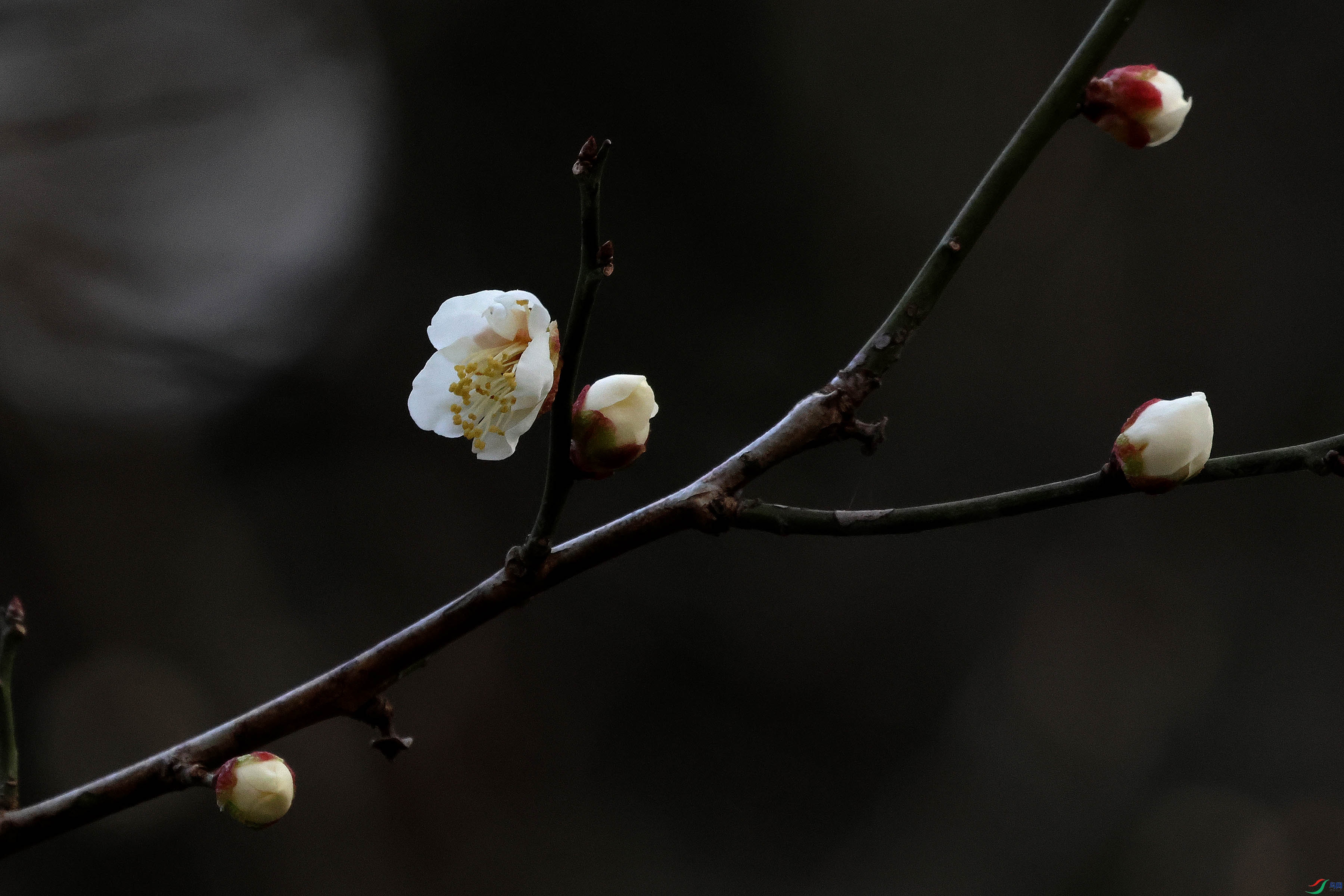 2G9A5498.JPG