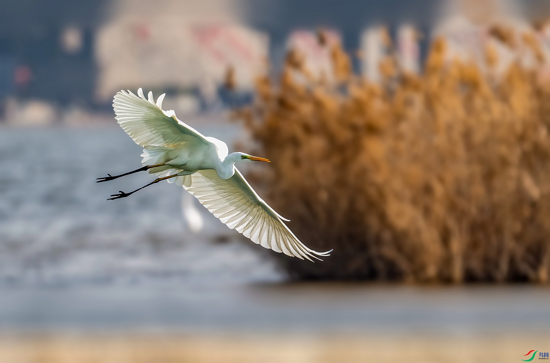 DSC_0057 ����_����.jpg