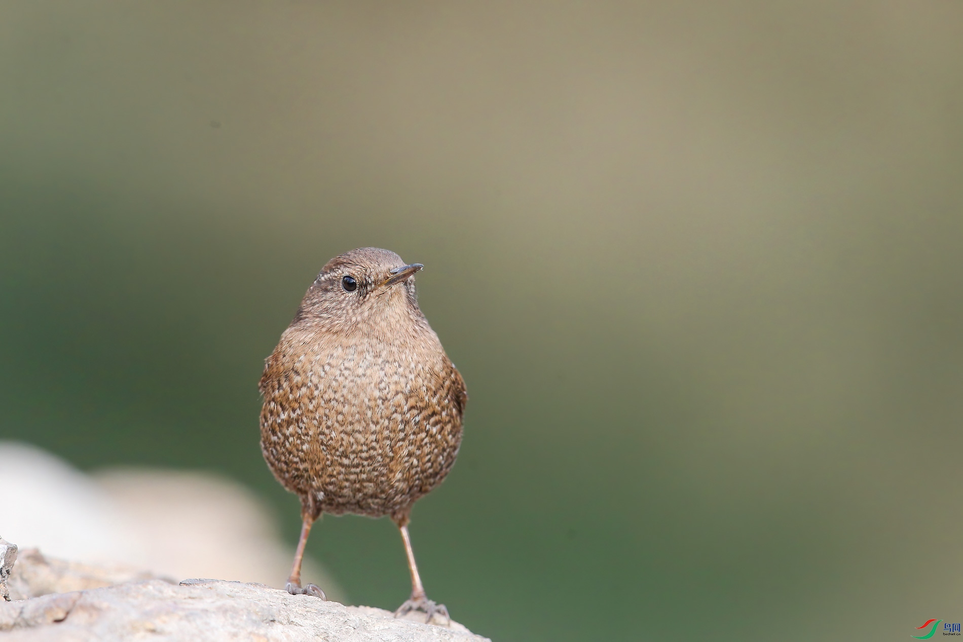 AQ4P5392-1.jpg