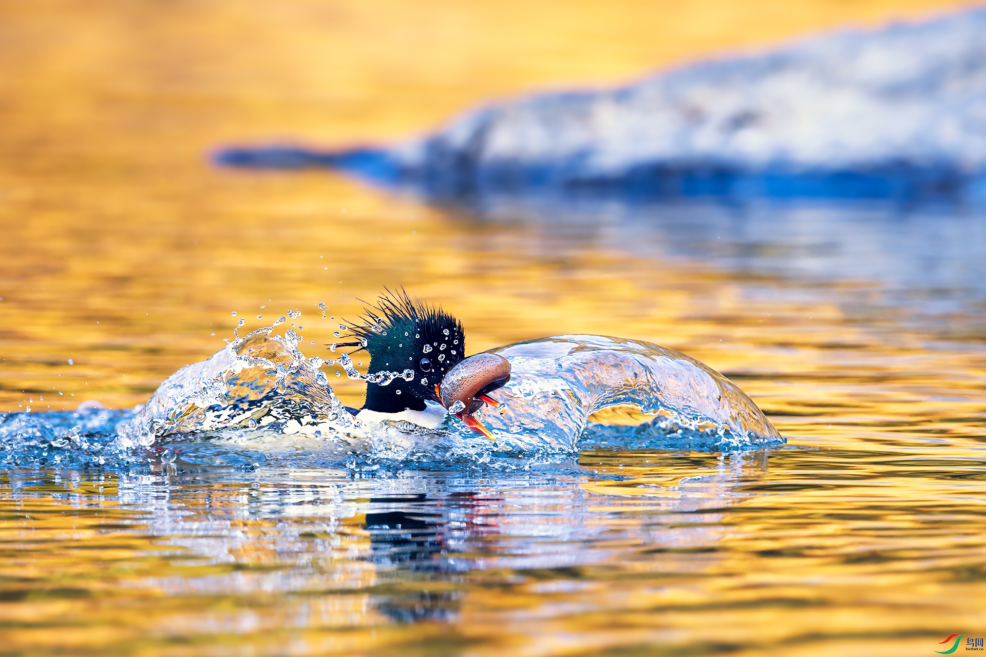 0_DSC4213-NEF_DxO_DeepPRIMEXD.jpg