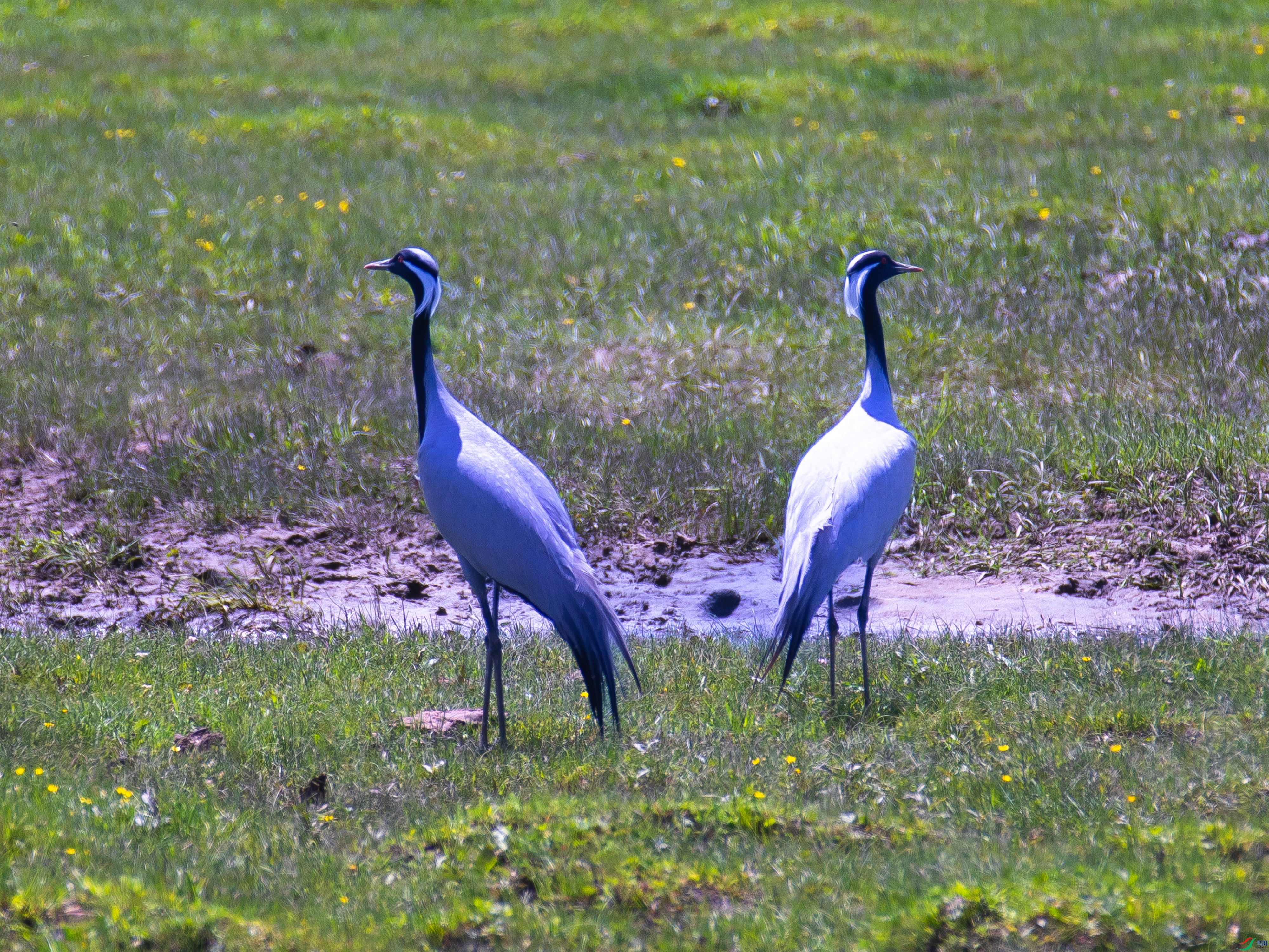 ��Ҫһ��ˮ ����������