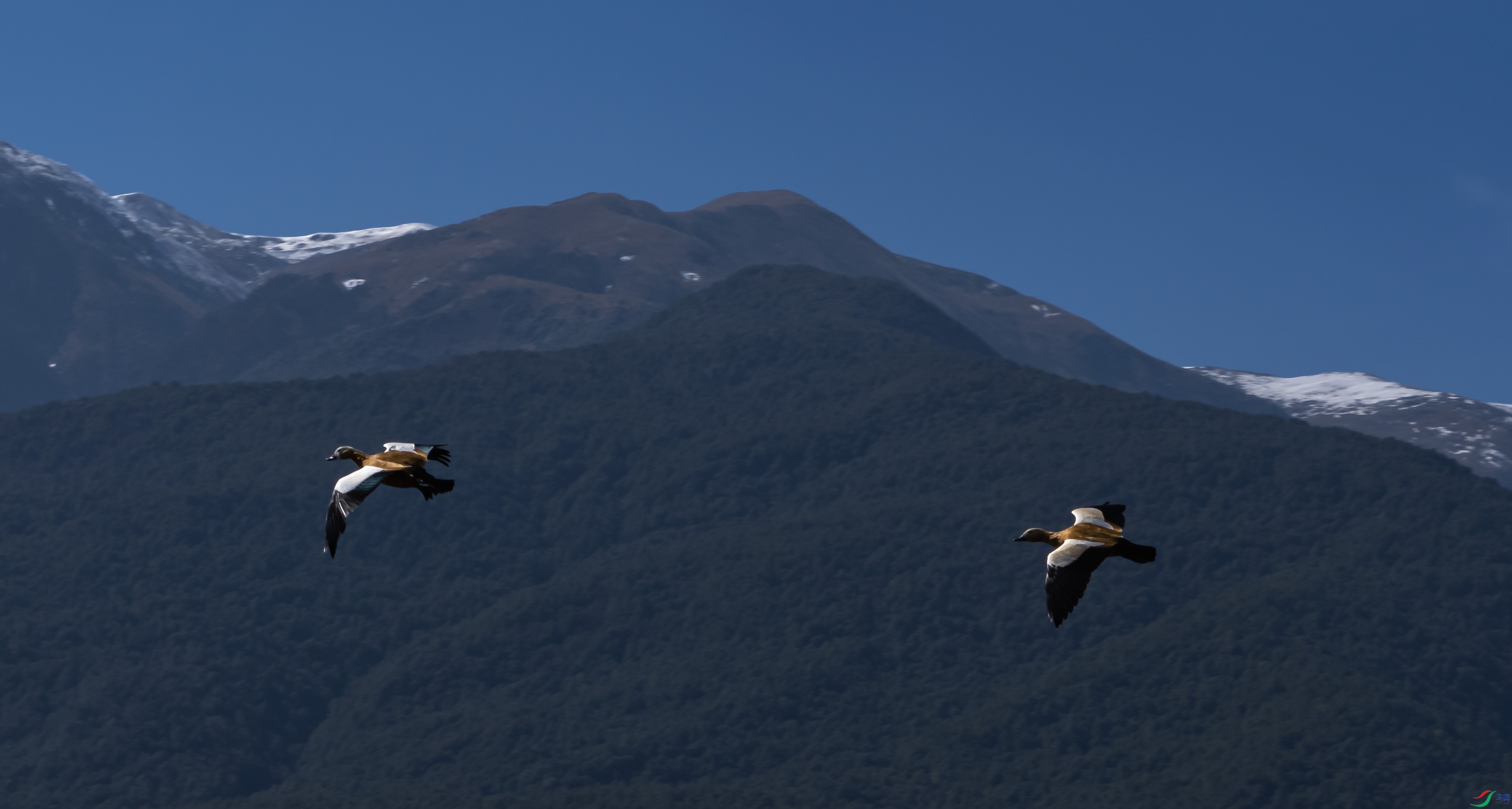 DSC03897-1 ����.jpg