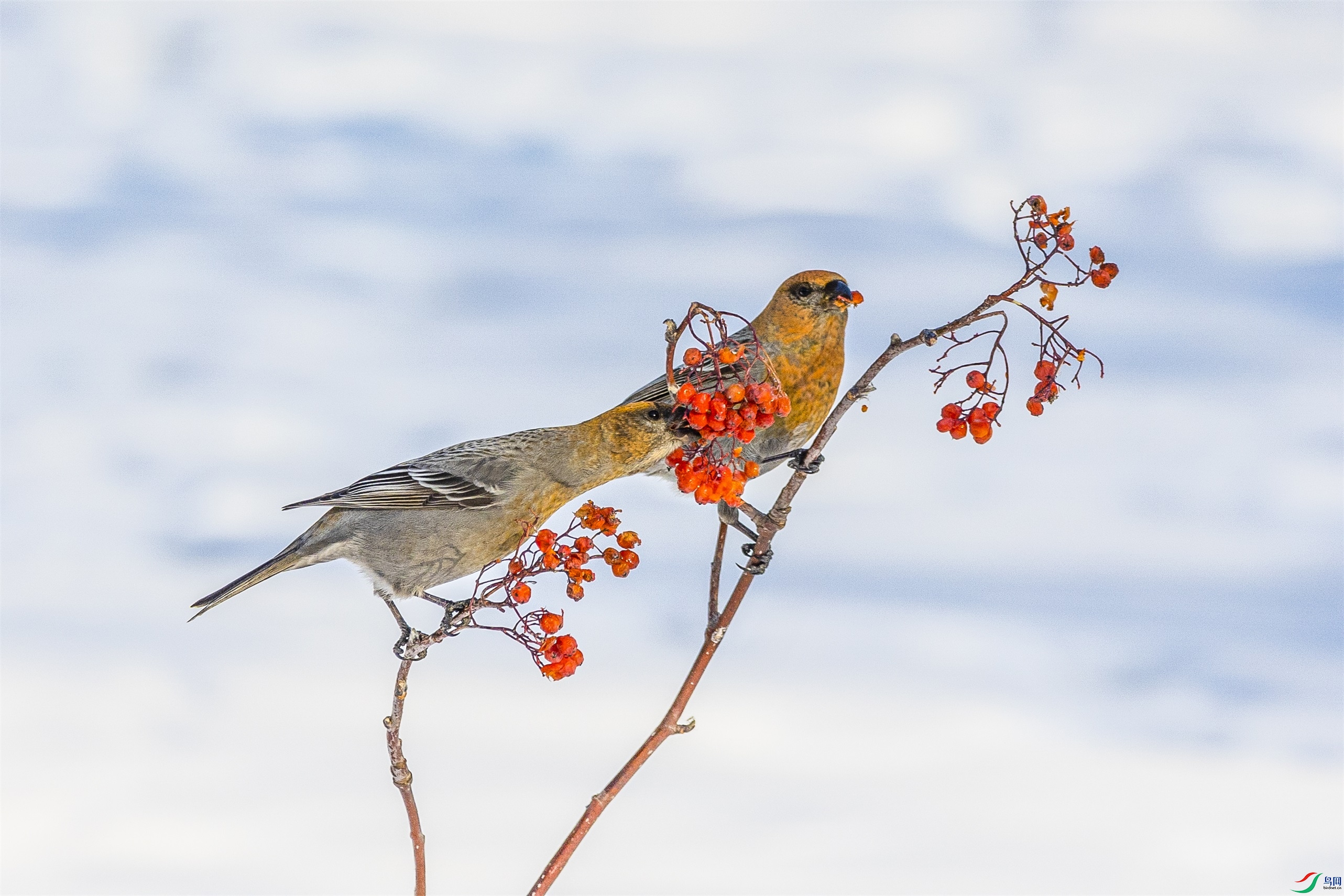 1K3A1028 ����1.jpg