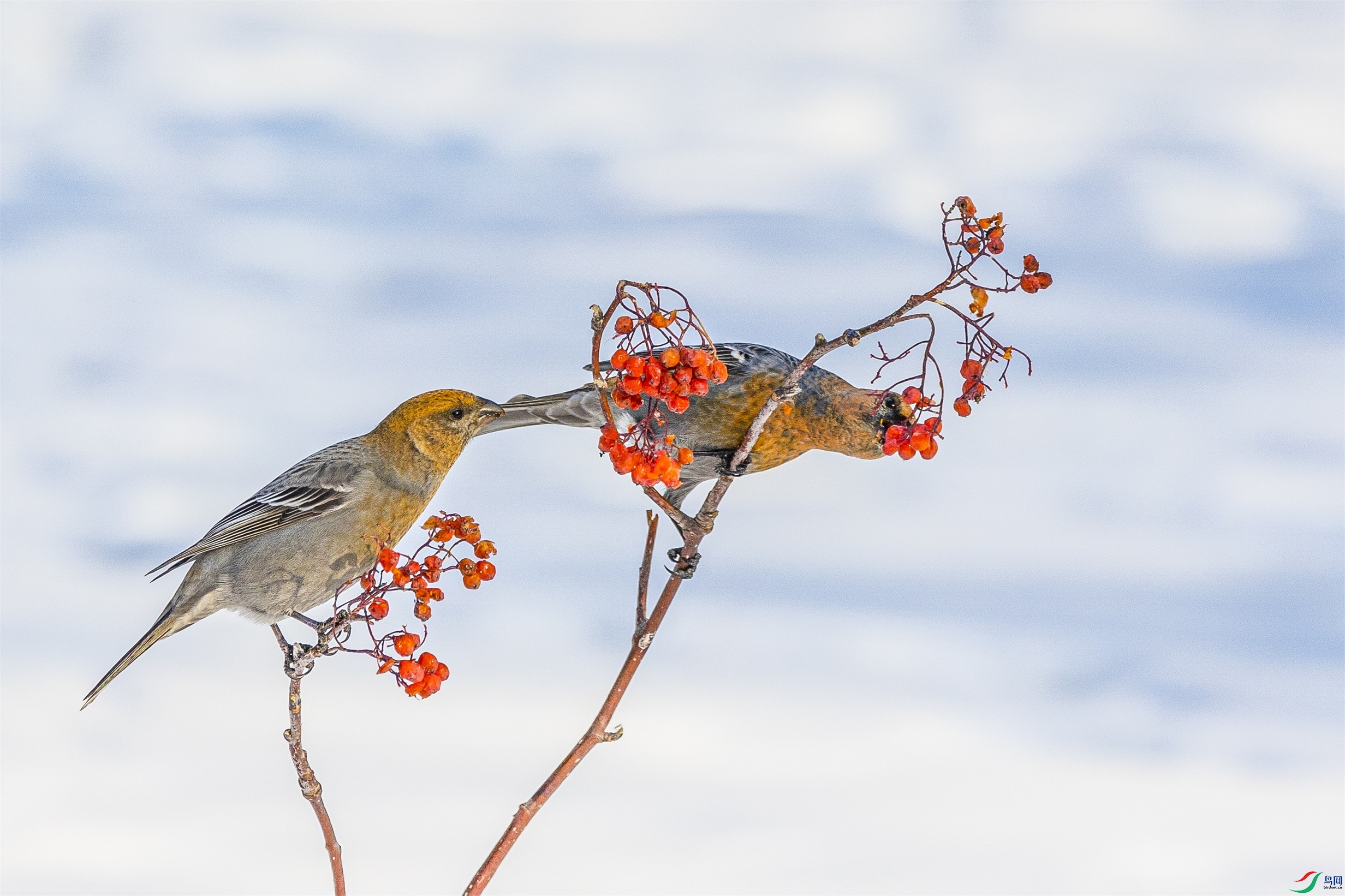 1K3A1027 ����1.jpg